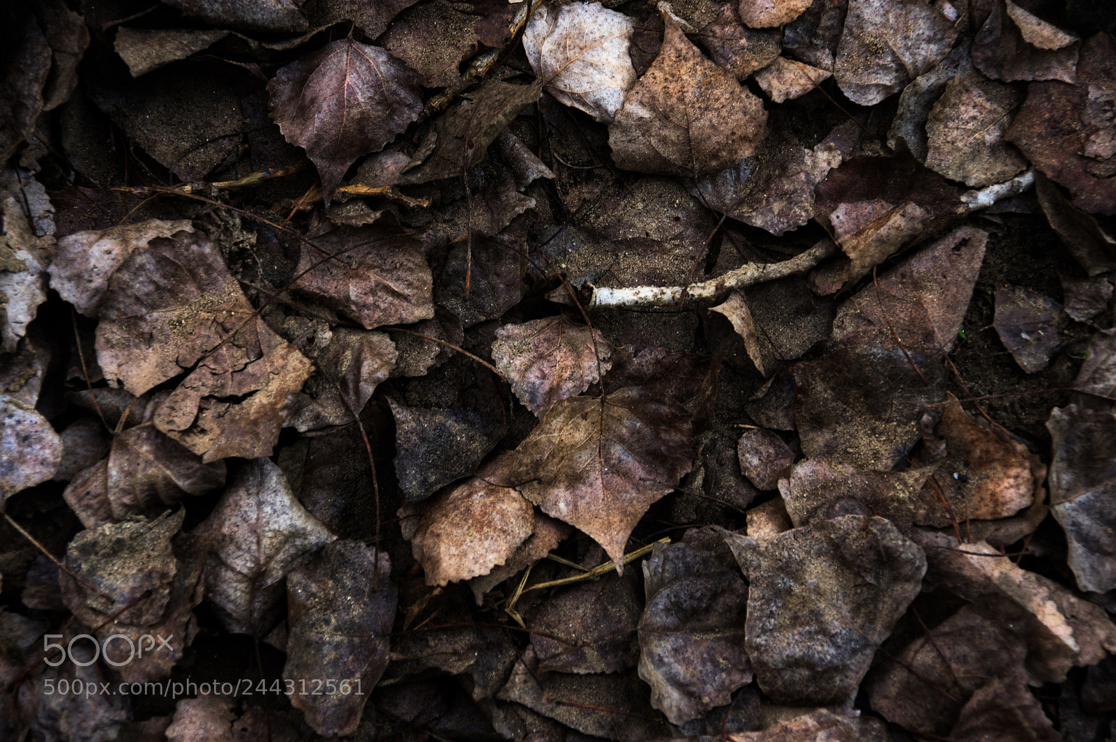 Pentax K-3 II sample photo. Leaves photography