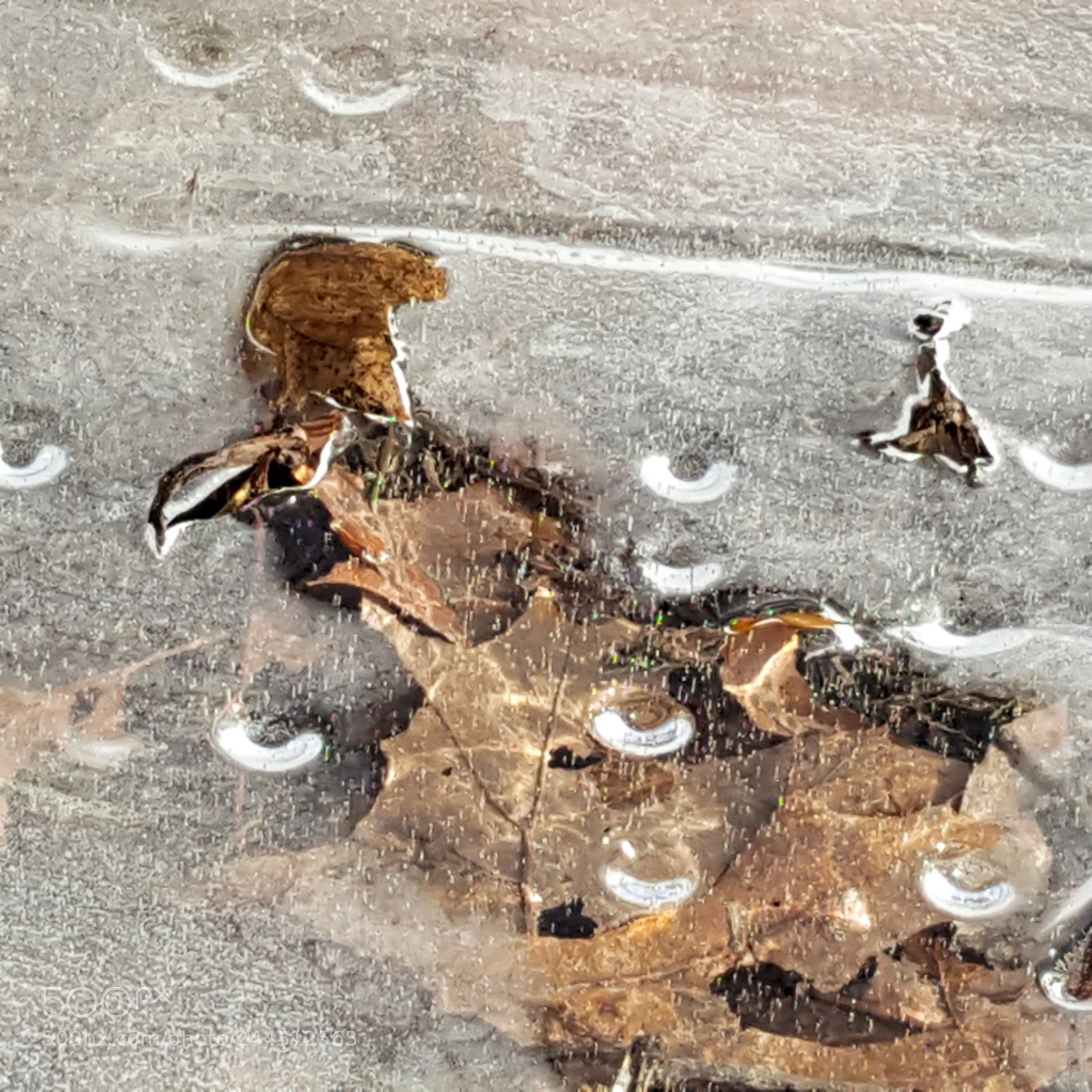Samsung Galaxy S6 sample photo. Leaf in ice photography
