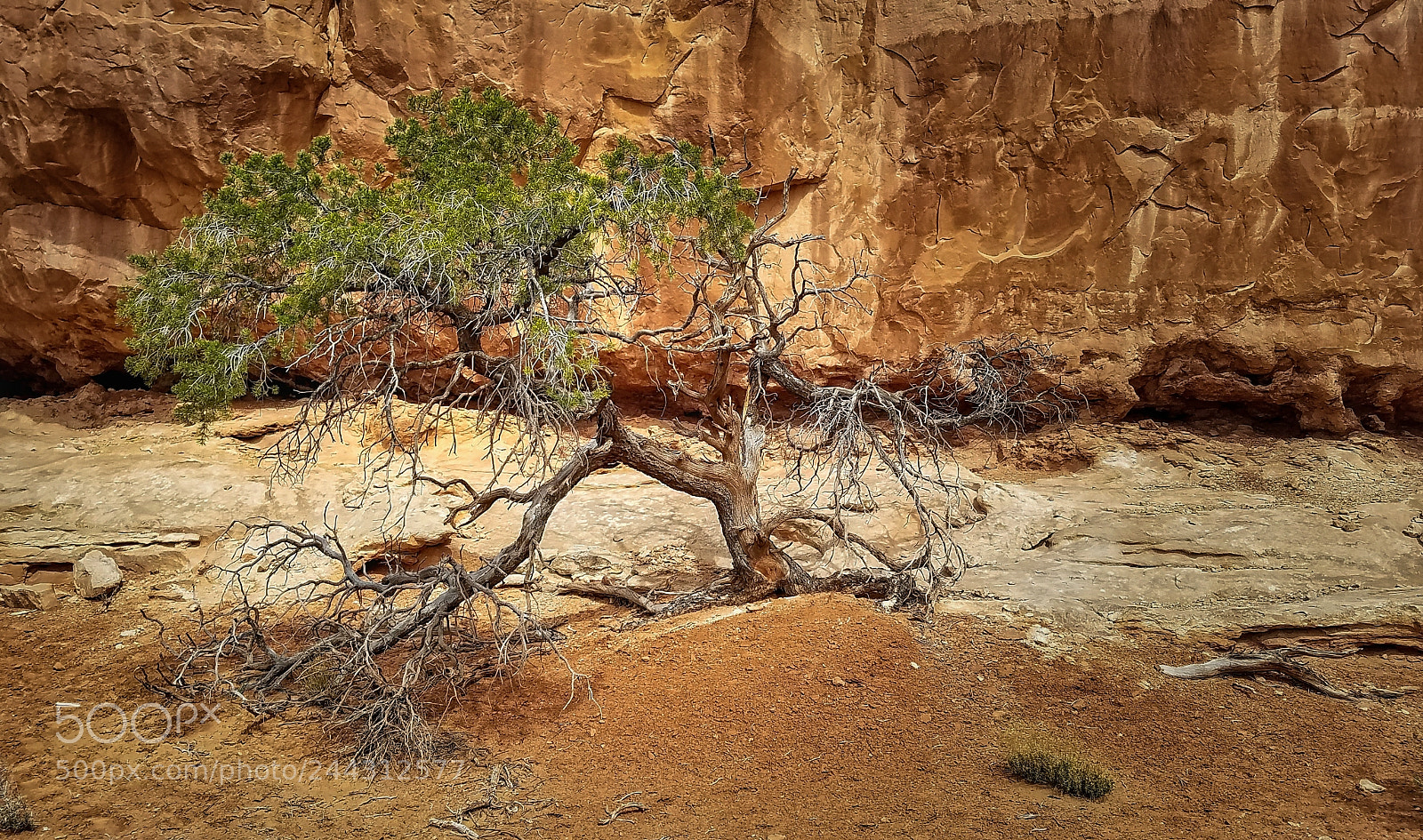 Samsung Galaxy S7 Edge sample photo. A gnarled tree in photography