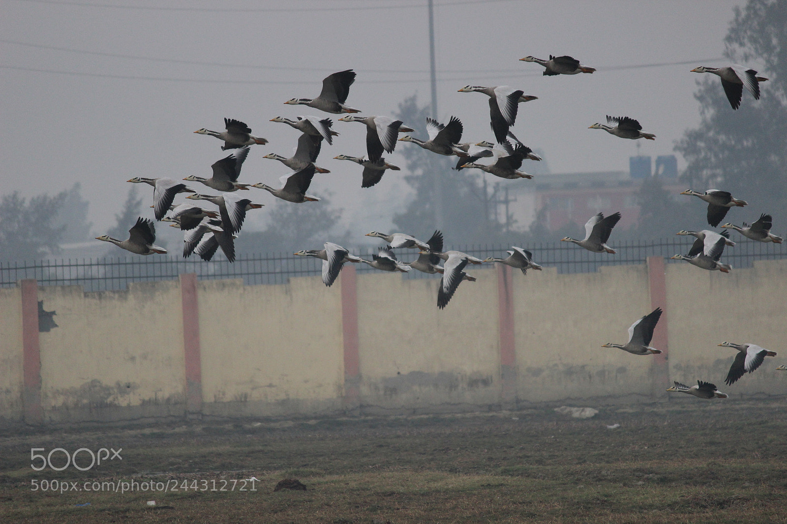 Canon EF-S 55-250mm F4-5.6 IS II sample photo. Bar headed geese photography