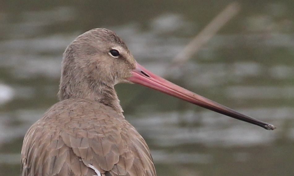 Canon EOS 600D (Rebel EOS T3i / EOS Kiss X5) + Canon EF 100-400mm F4.5-5.6L IS II USM sample photo. Bar tailed godwit photography