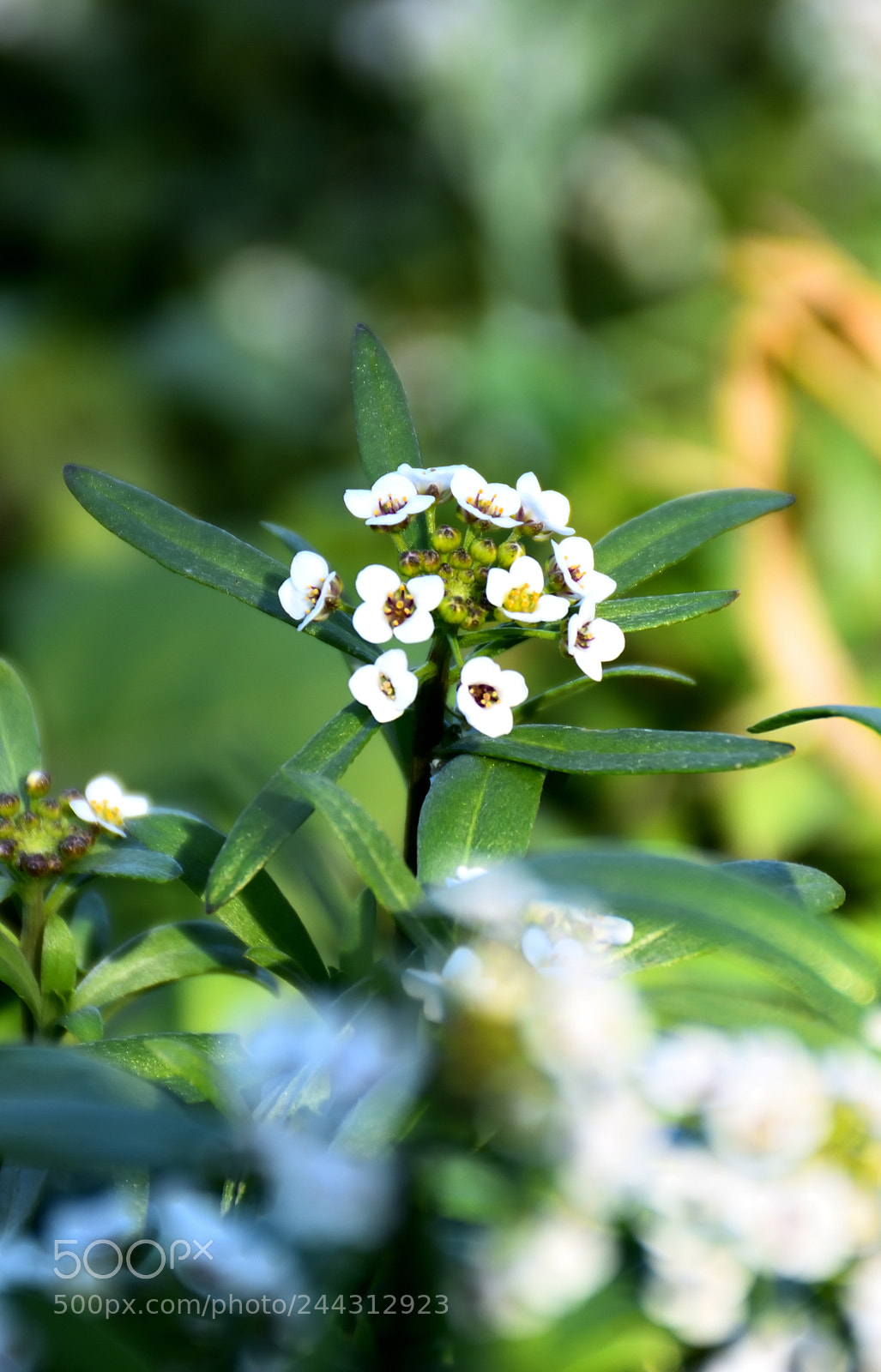 Nikon D5500 sample photo. Awaiting the spring photography