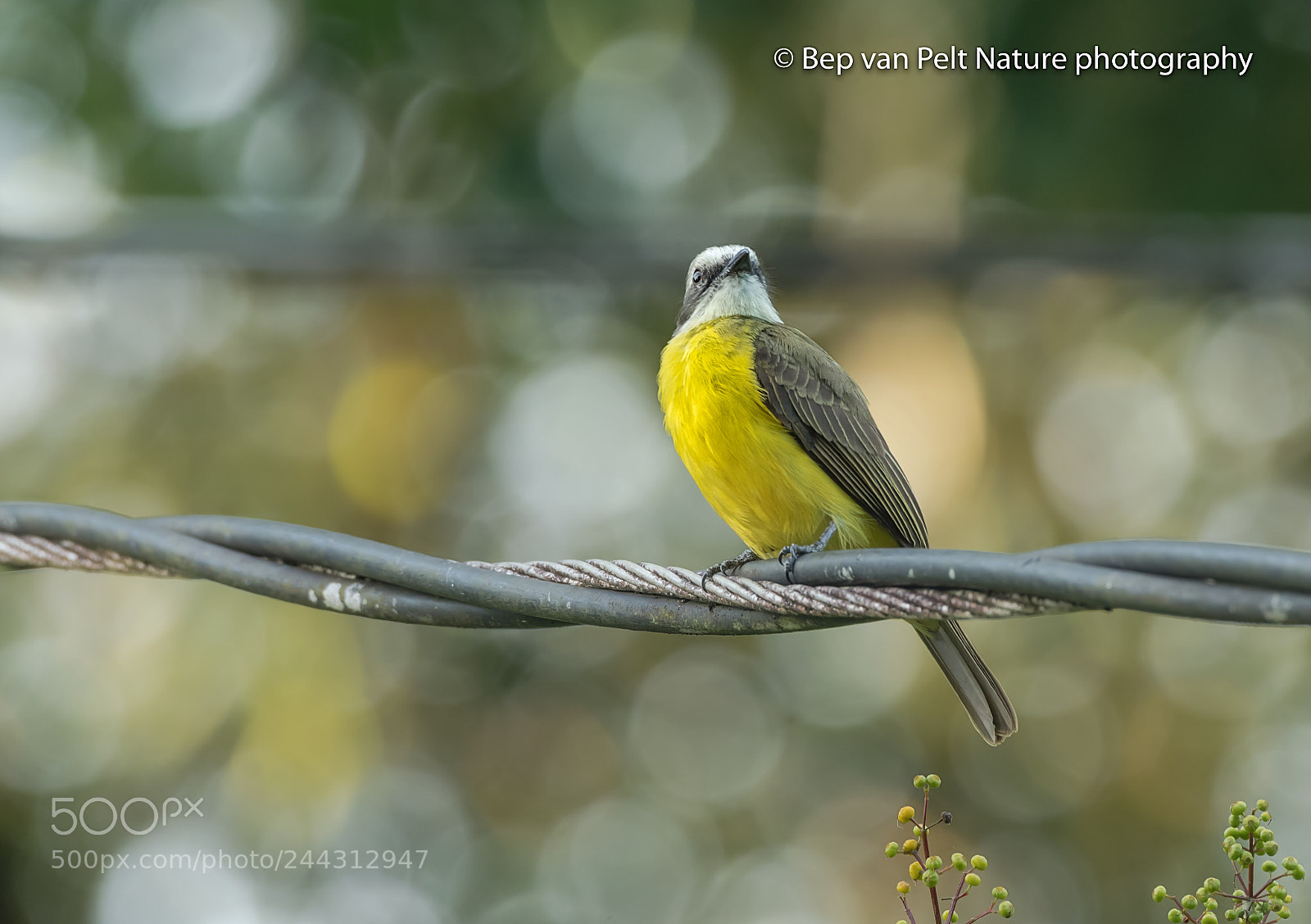 Nikon AF-S Nikkor 200-500mm F5.6E ED VR sample photo. Gray capped flycatcher photography
