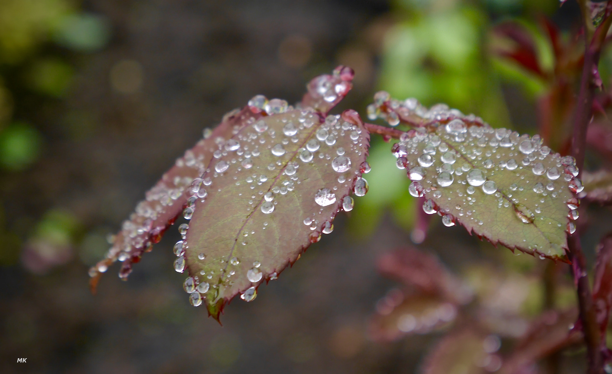 Panasonic Lumix DMC-GF6 sample photo. Raindrops on leaves photography