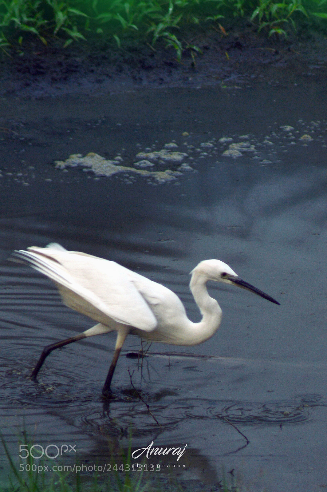 Nikon D3200 sample photo. Crane photography