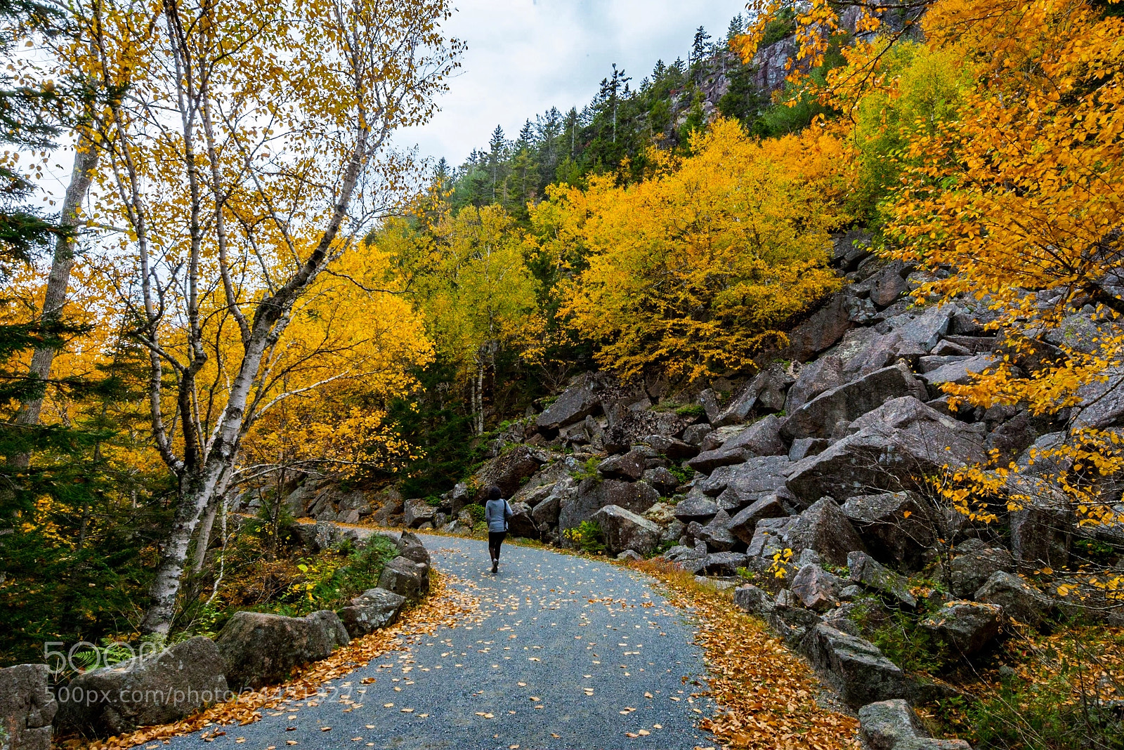 Nikon D800E sample photo. Acadia np - carriage photography