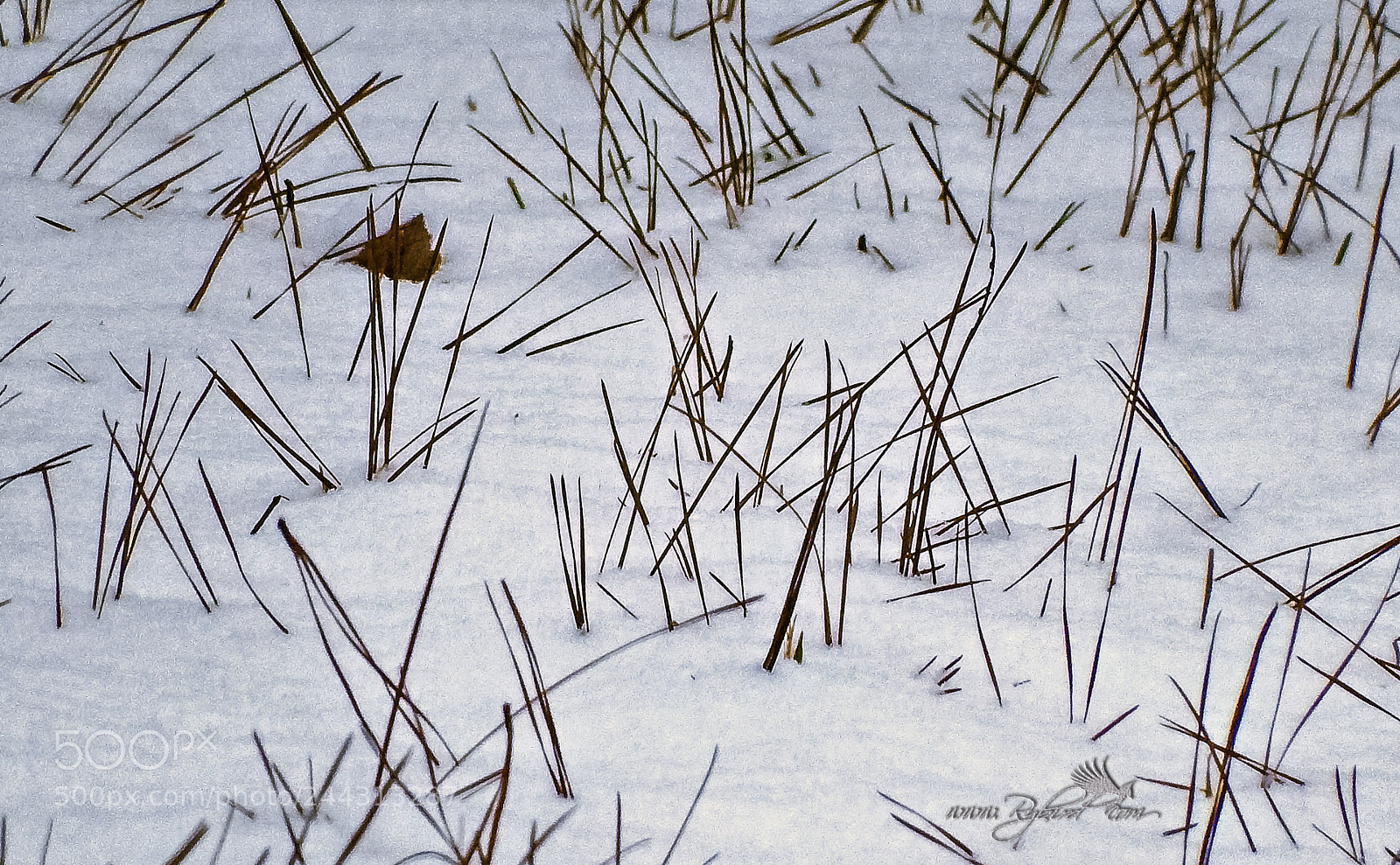 Fujifilm FinePix S1 sample photo. Straw death photography