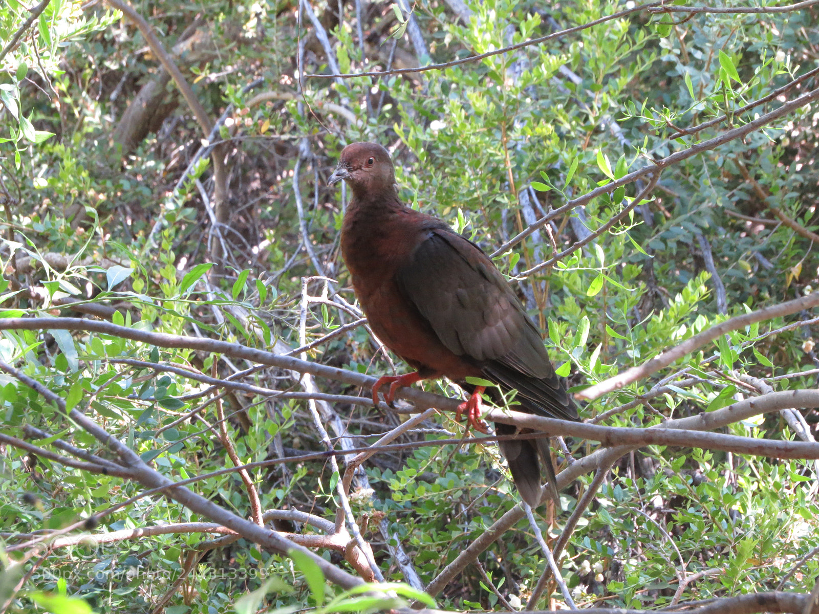 Canon PowerShot SX50 HS sample photo. Tórtola photography