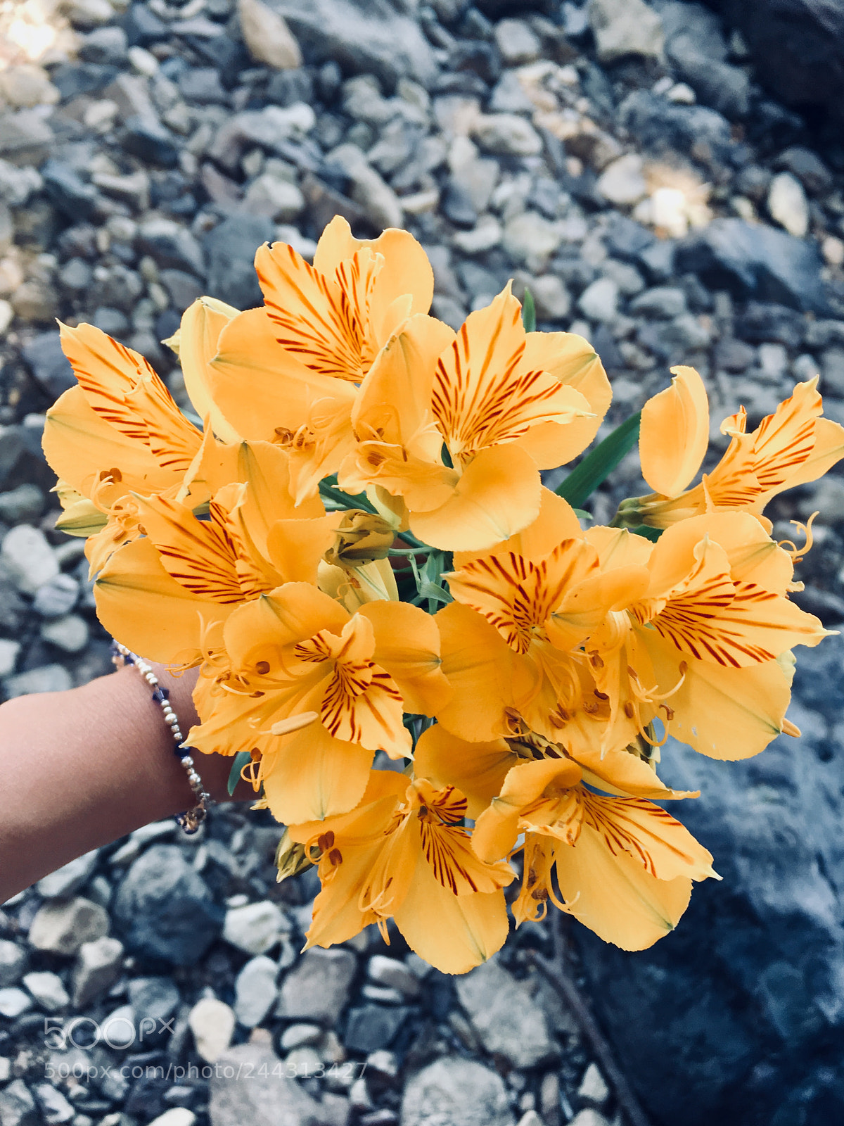 Apple iPhone SE sample photo. Untitled photography
