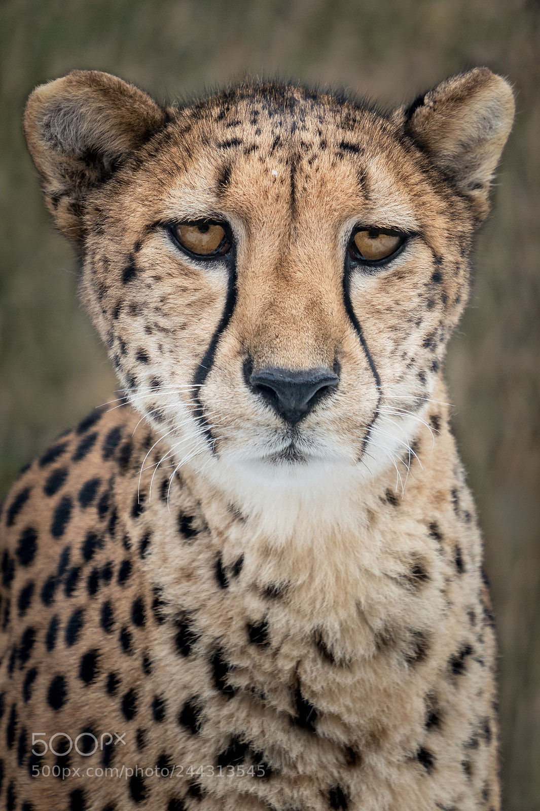 Sony a7R III sample photo. Cheetah photography