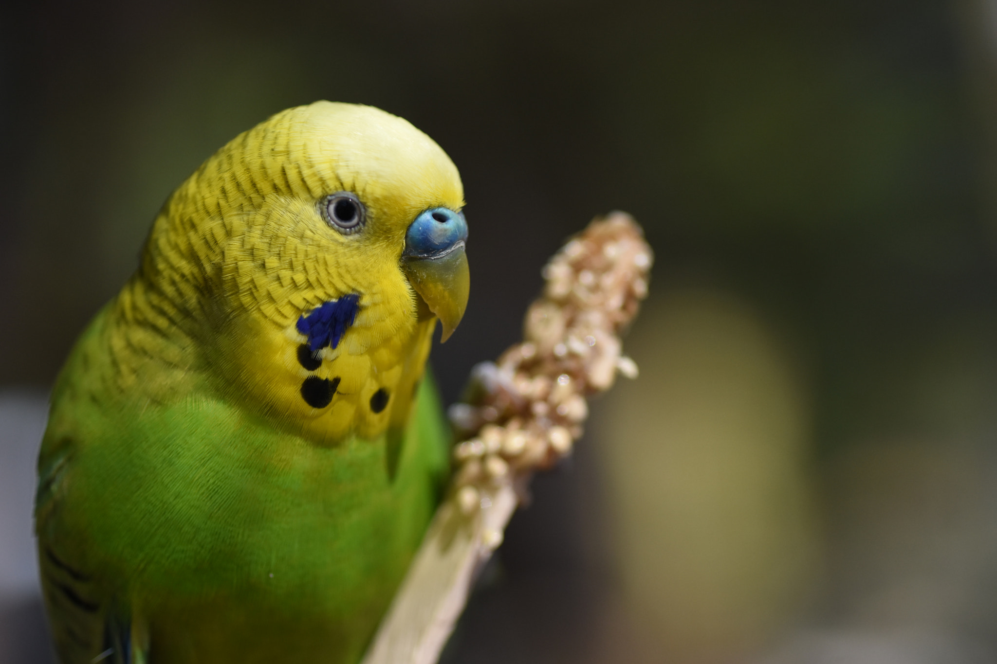 Nikon AF Micro-Nikkor 60mm F2.8D sample photo. New buddy photography