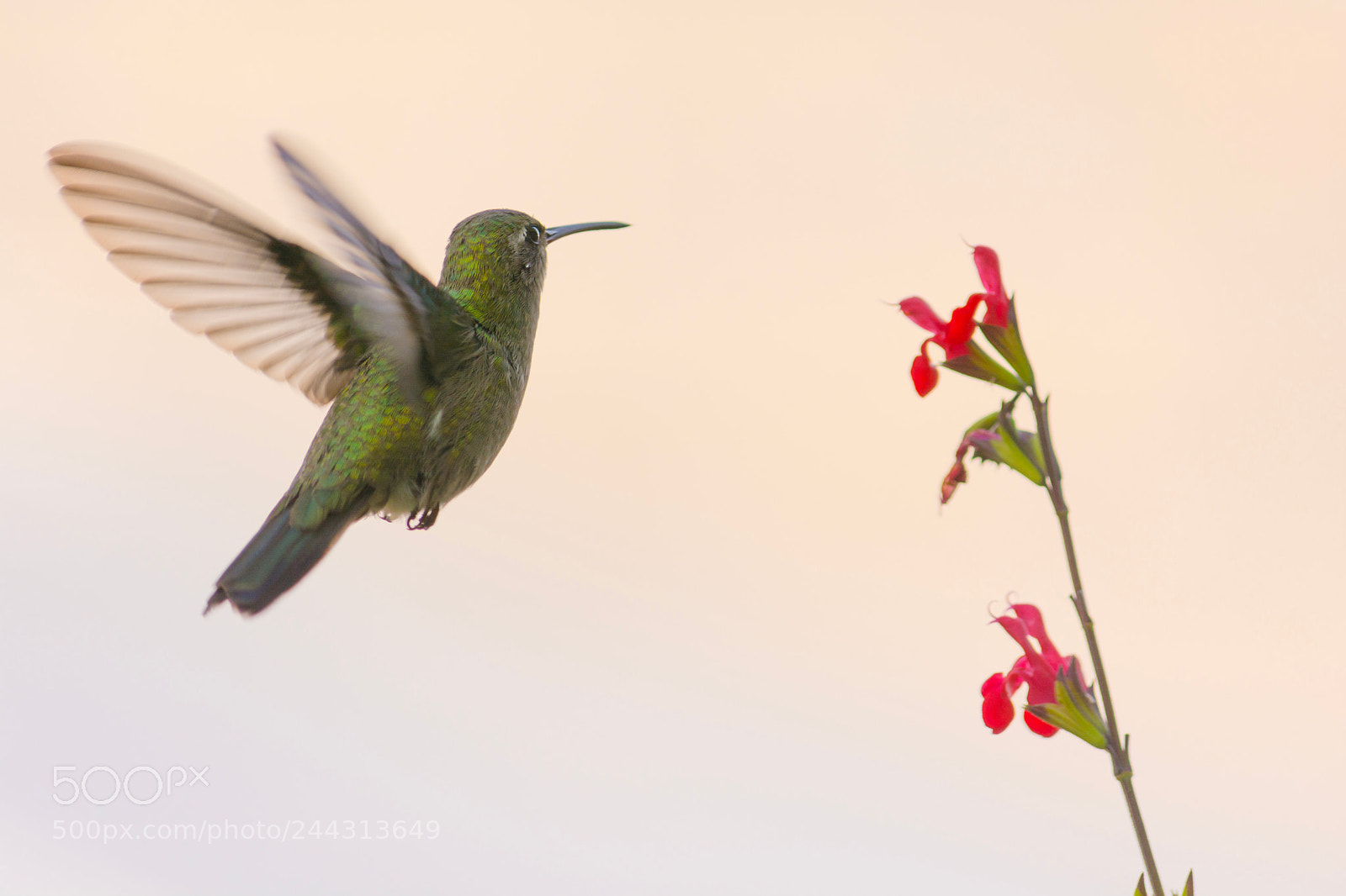 Nikon D7100 sample photo. Colibrí photography