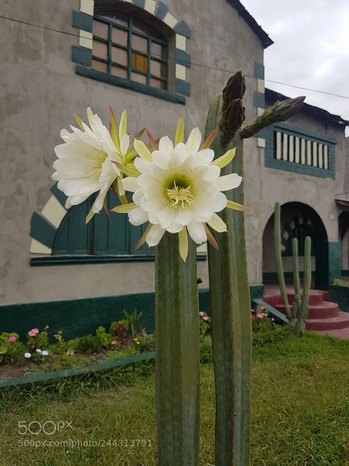 Samsung Galaxy S7 Edge sample photo. Cactus flower photography