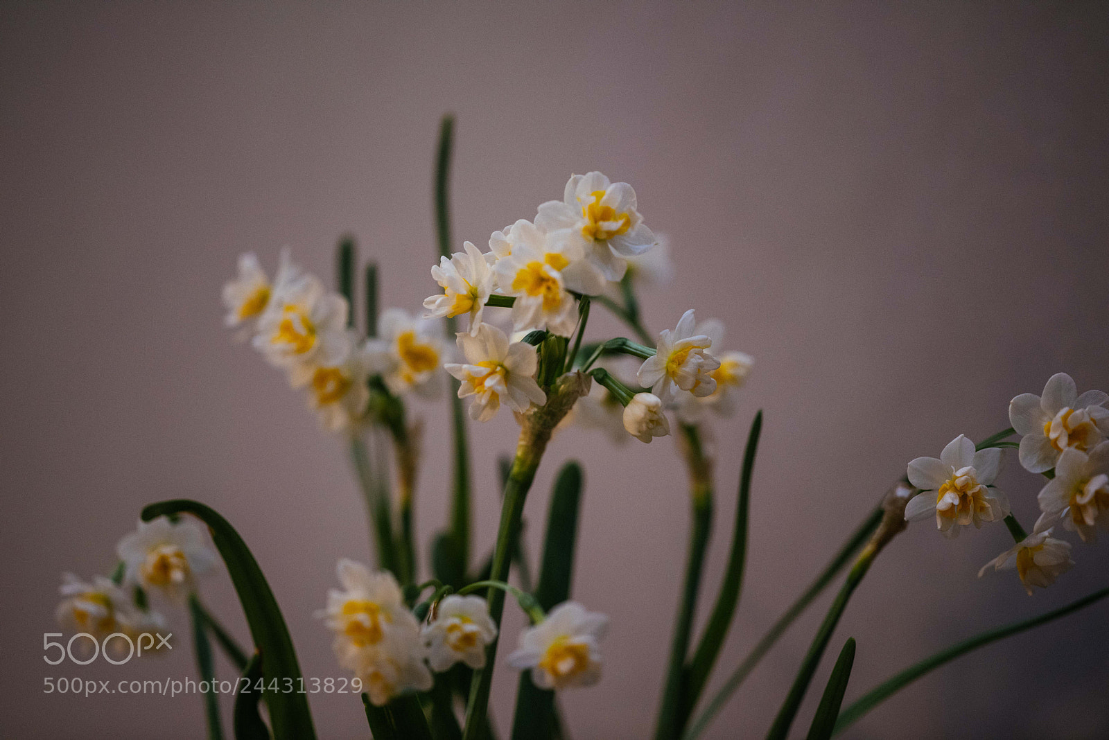 Nikon D810 sample photo. Narcissus photography