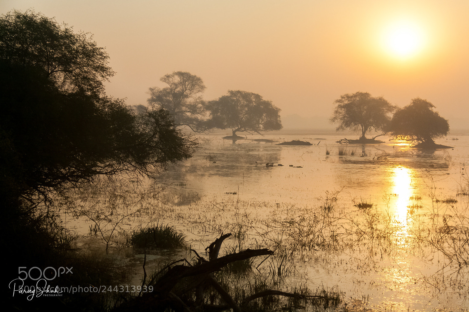 Canon EOS 1000D (EOS Digital Rebel XS / EOS Kiss F) sample photo. The bharatpur marshlands in photography