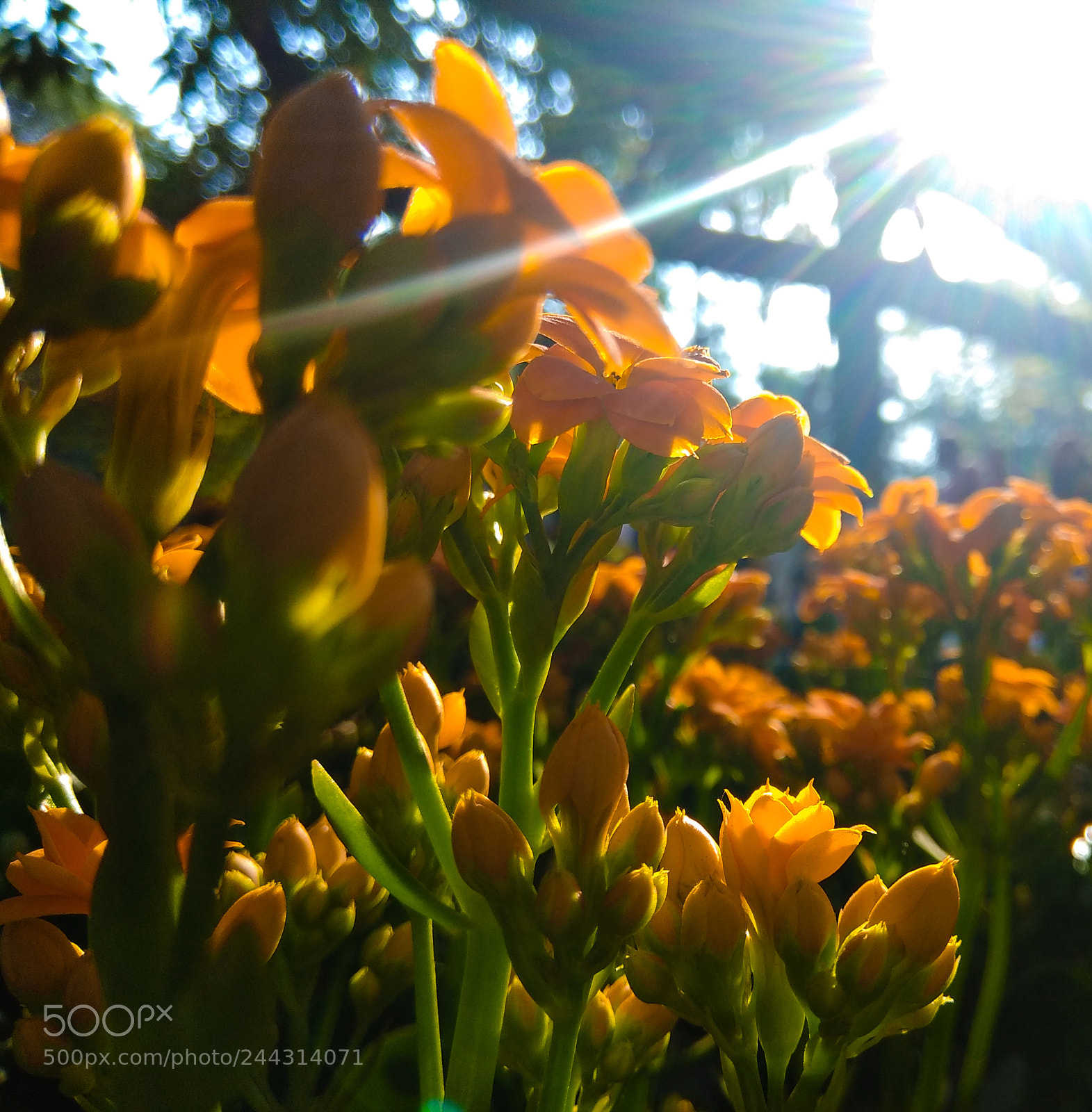 Xiaomi Redmi Note 4 sample photo. Sunkissed photography