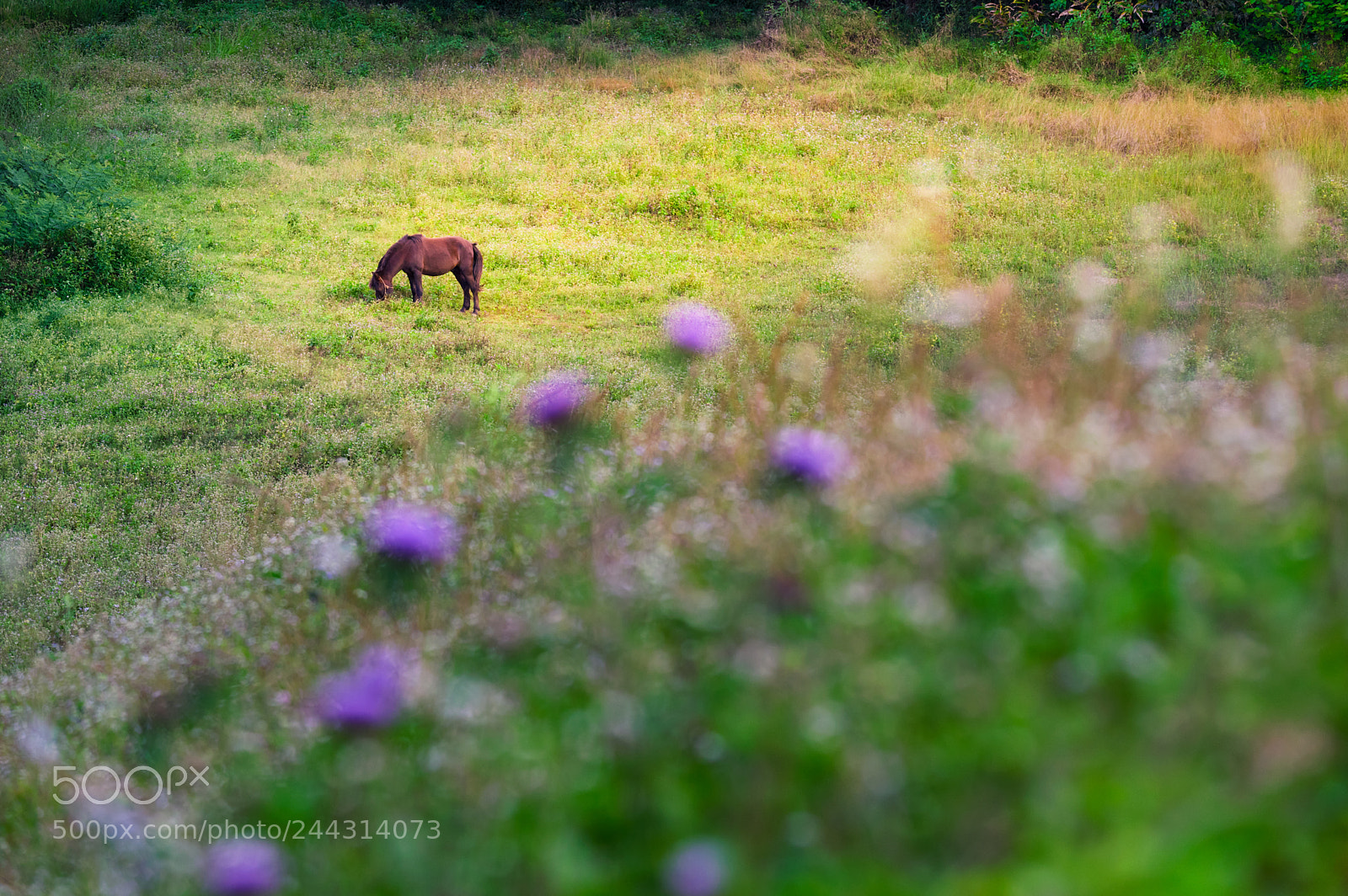 Pentax K-3 II sample photo. Horses in meadow. photography