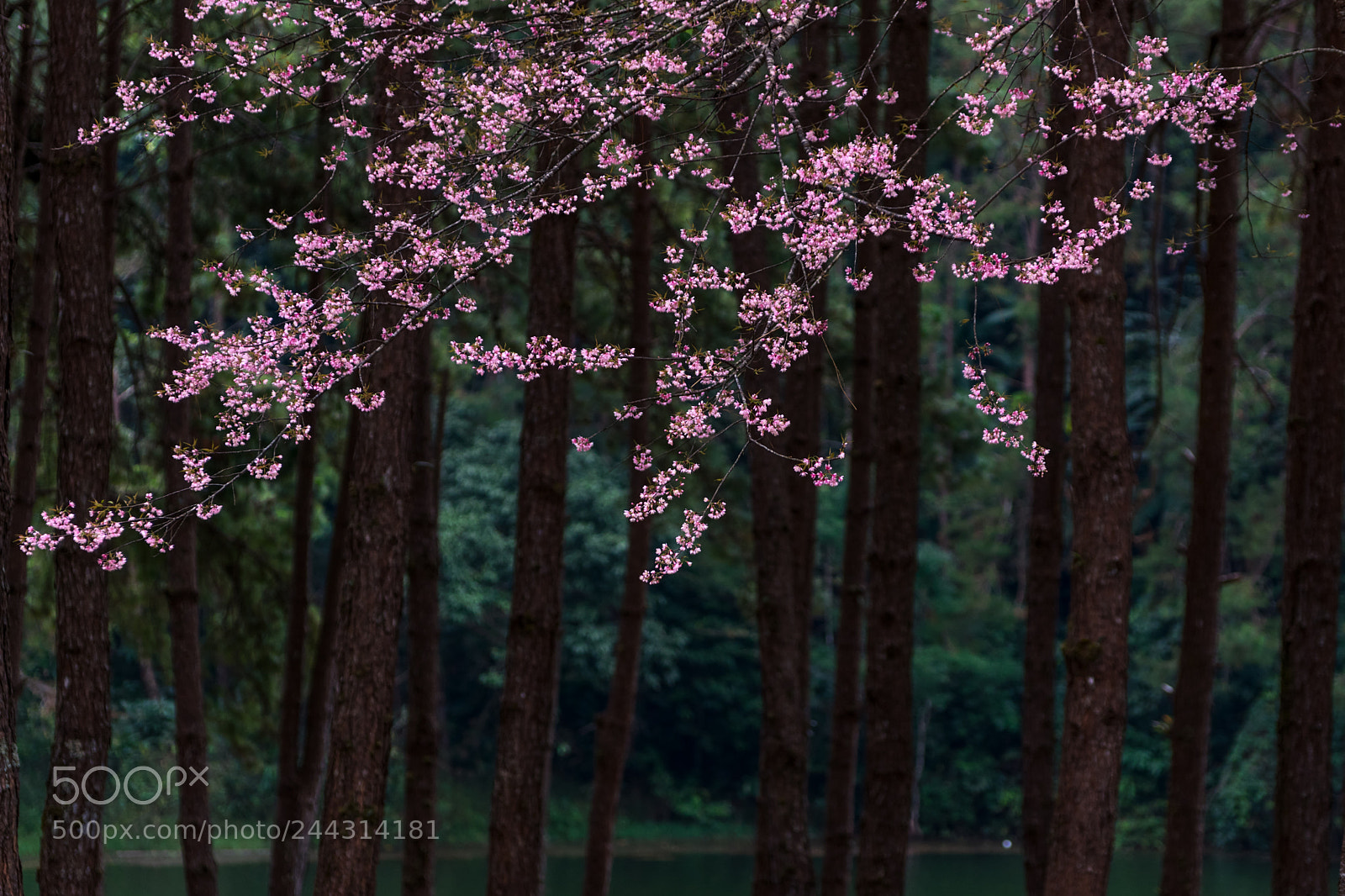 Pentax K-3 II sample photo. Sakura in thailand. photography