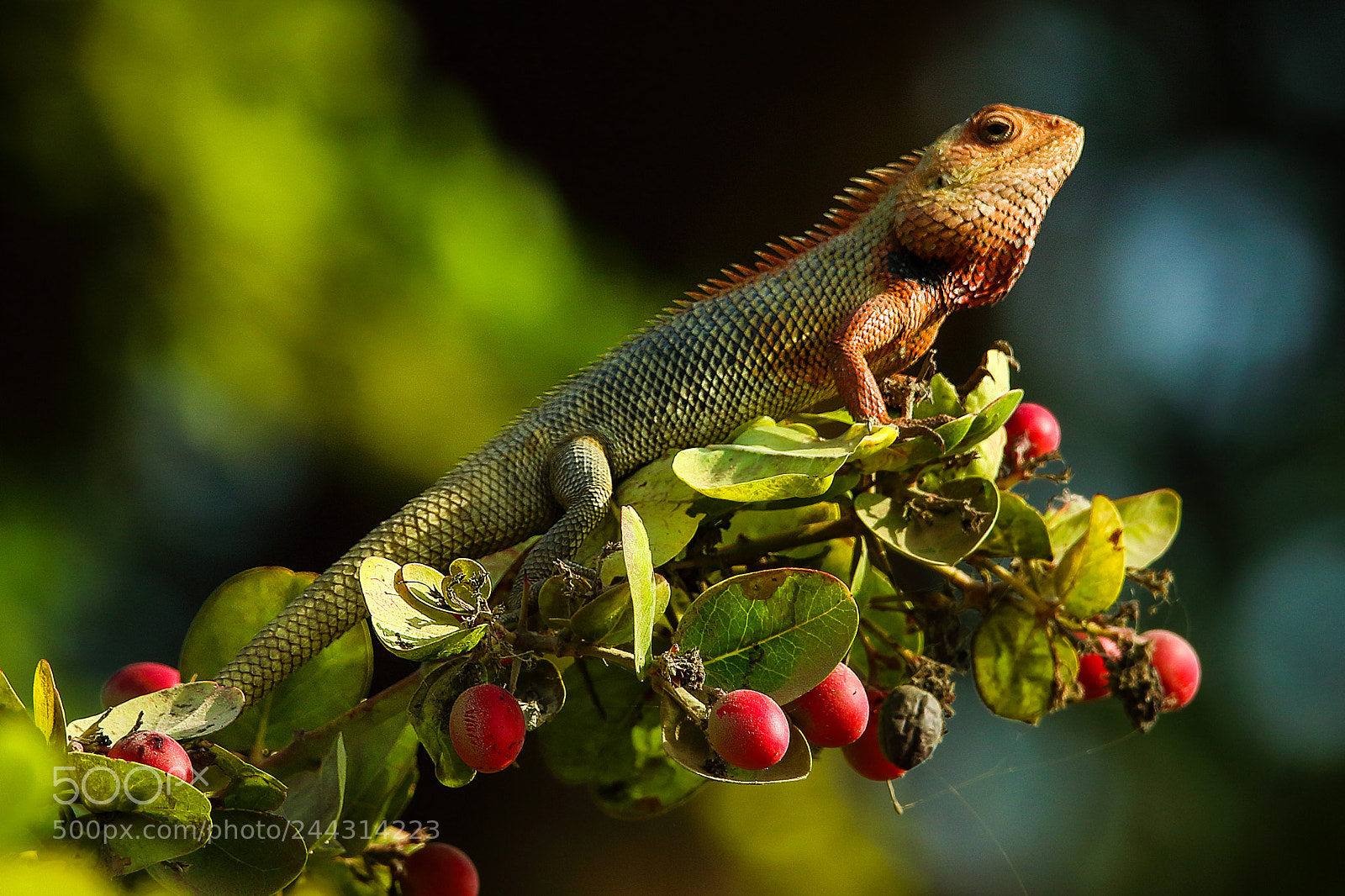 Canon EOS 7D Mark II sample photo. Oriental garden lizard باگاڑ photography