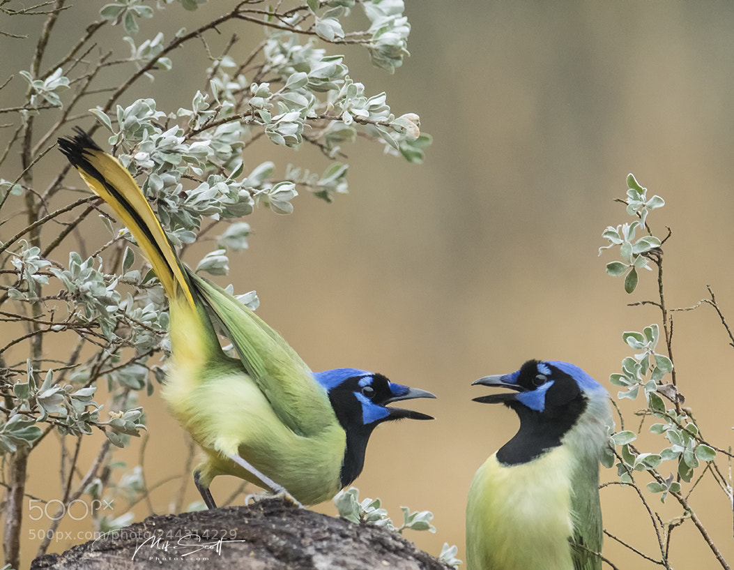 Nikon D500 sample photo. Couple of green jays photography