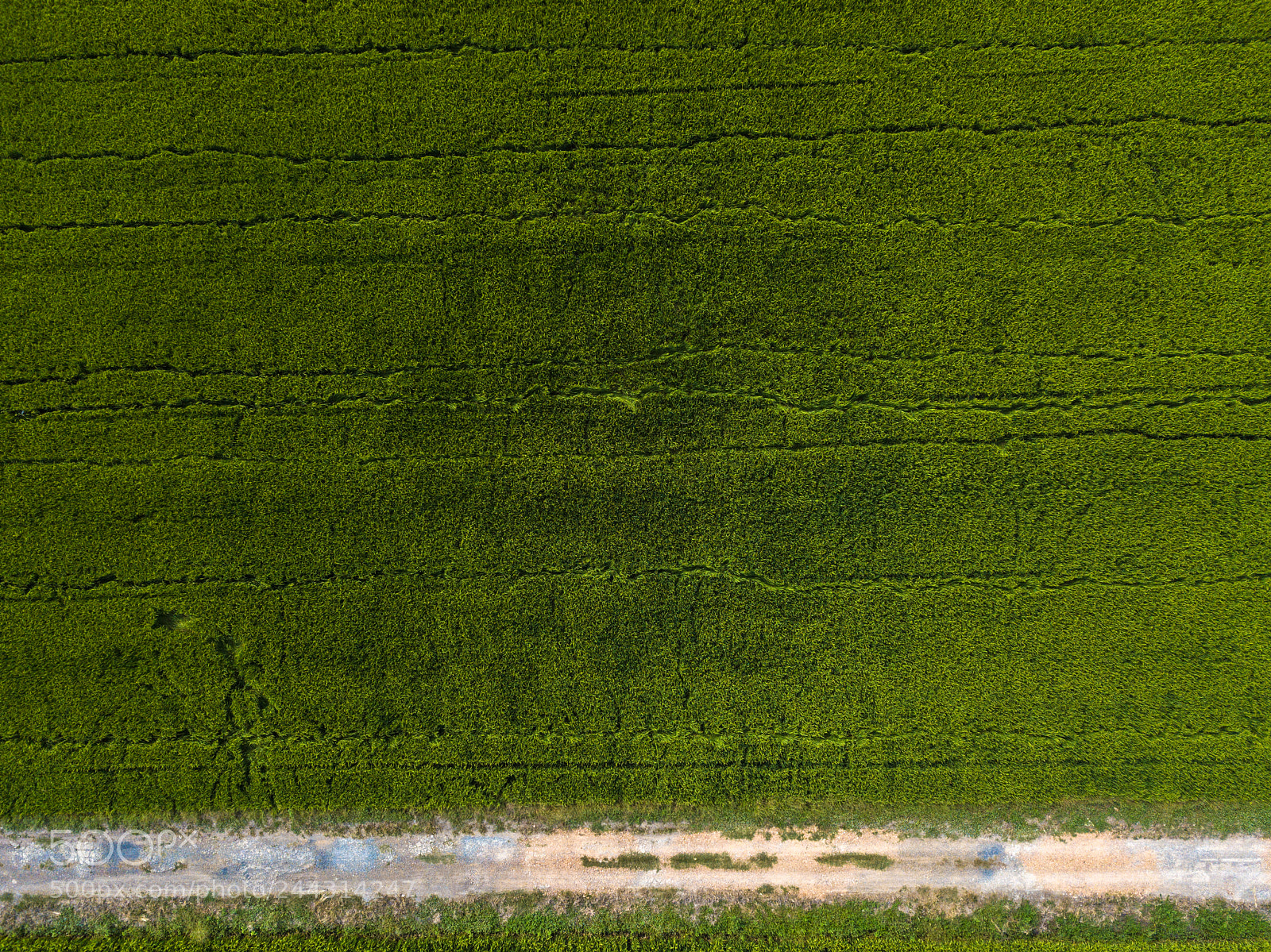 DJI FC220 sample photo. Rice field photography