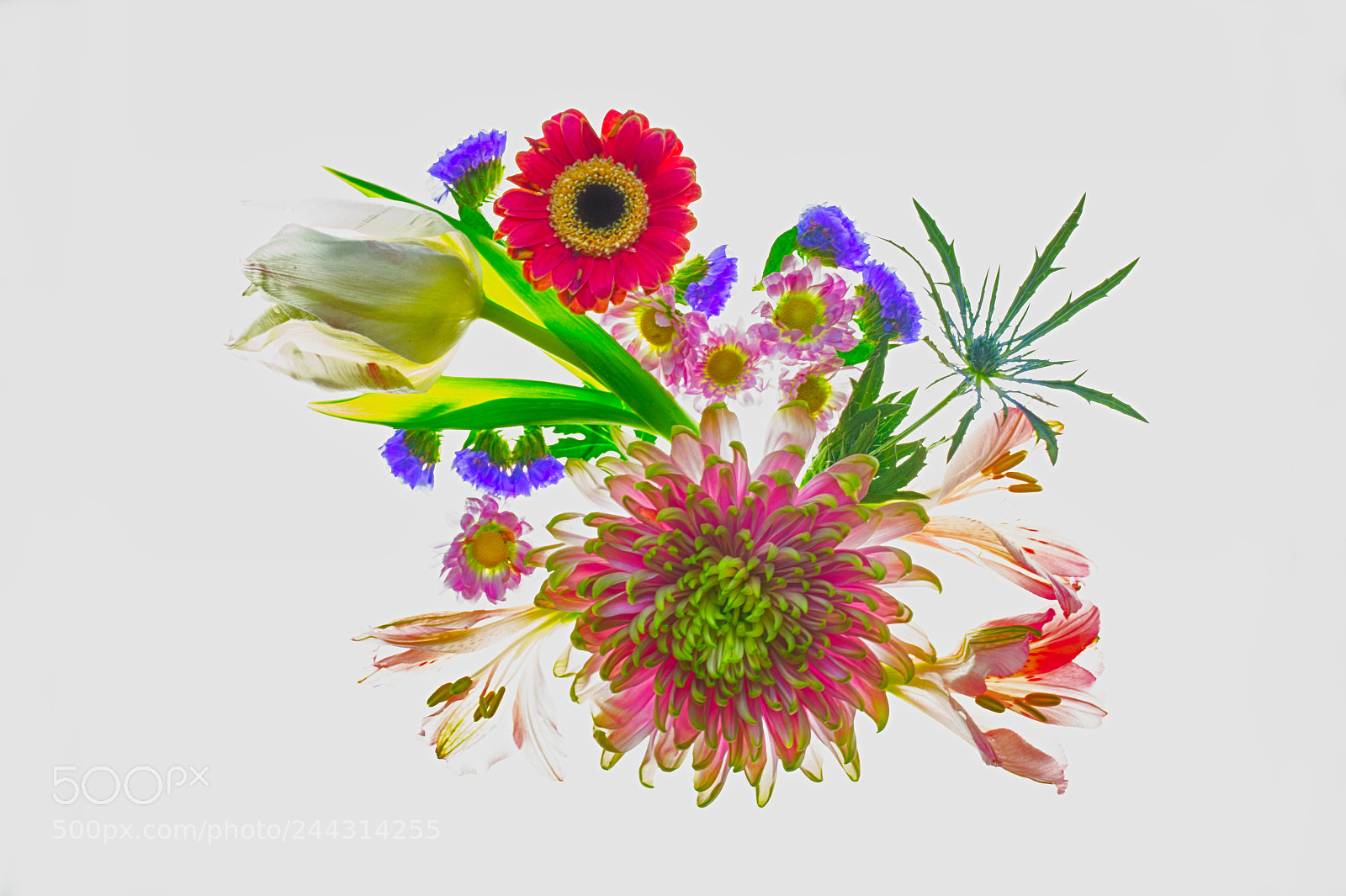 Canon EOS-1D X sample photo. Flowers~ photography