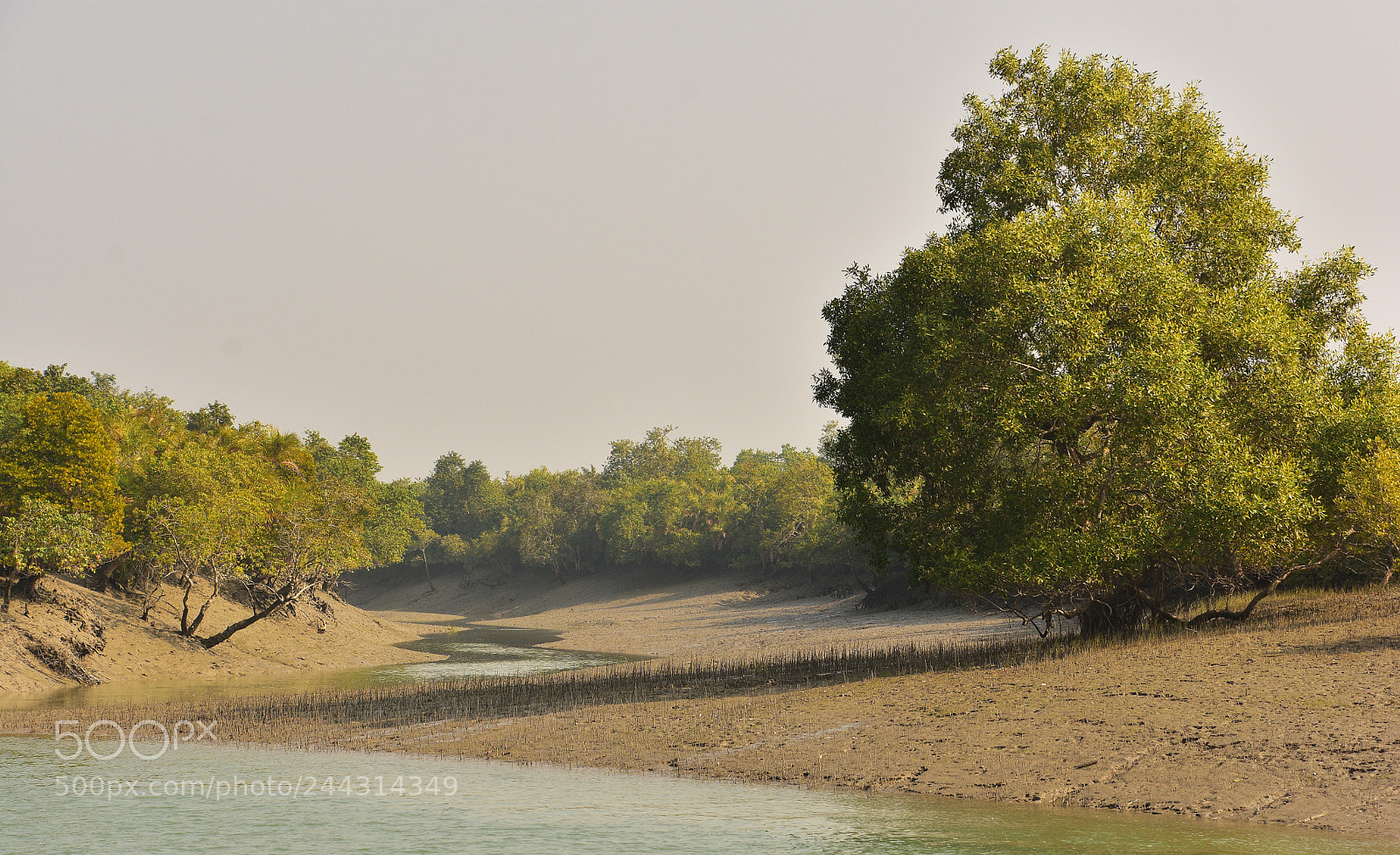 Nikon D7200 sample photo. Sundarbans ..... where photography