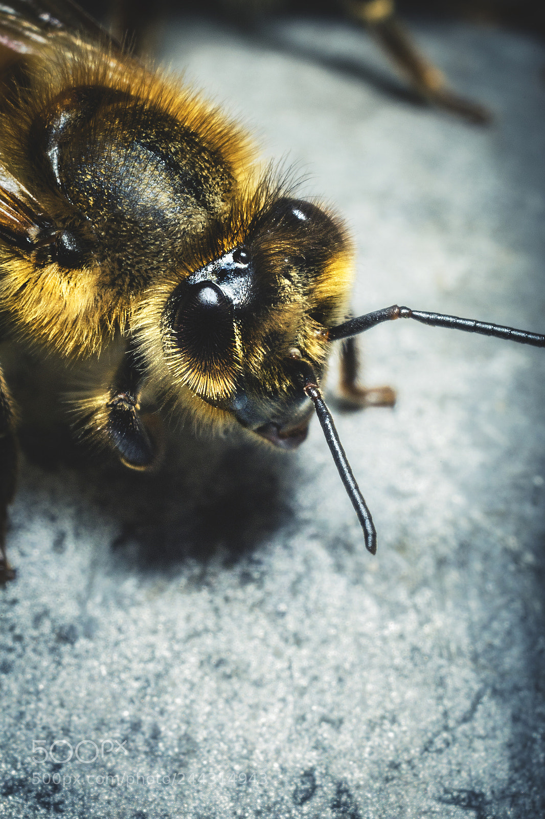 Canon EOS 7D Mark II sample photo. Another bee photography