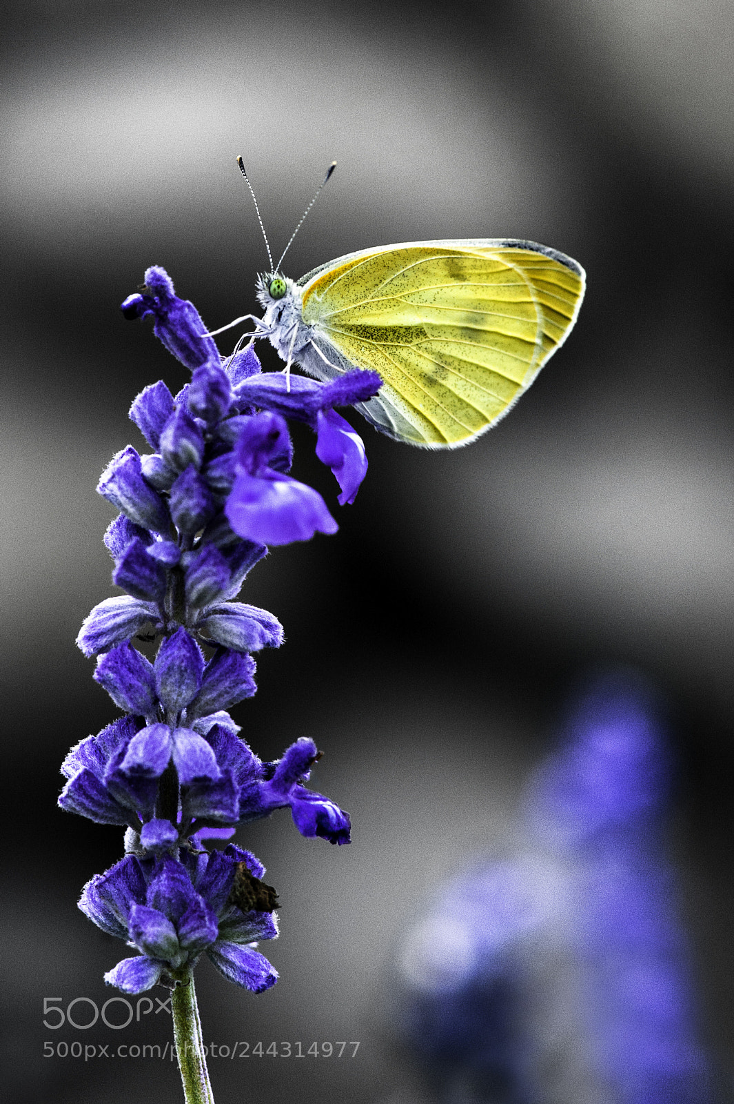 Nikon D700 sample photo. 鱗翅目, lepidoptera photography
