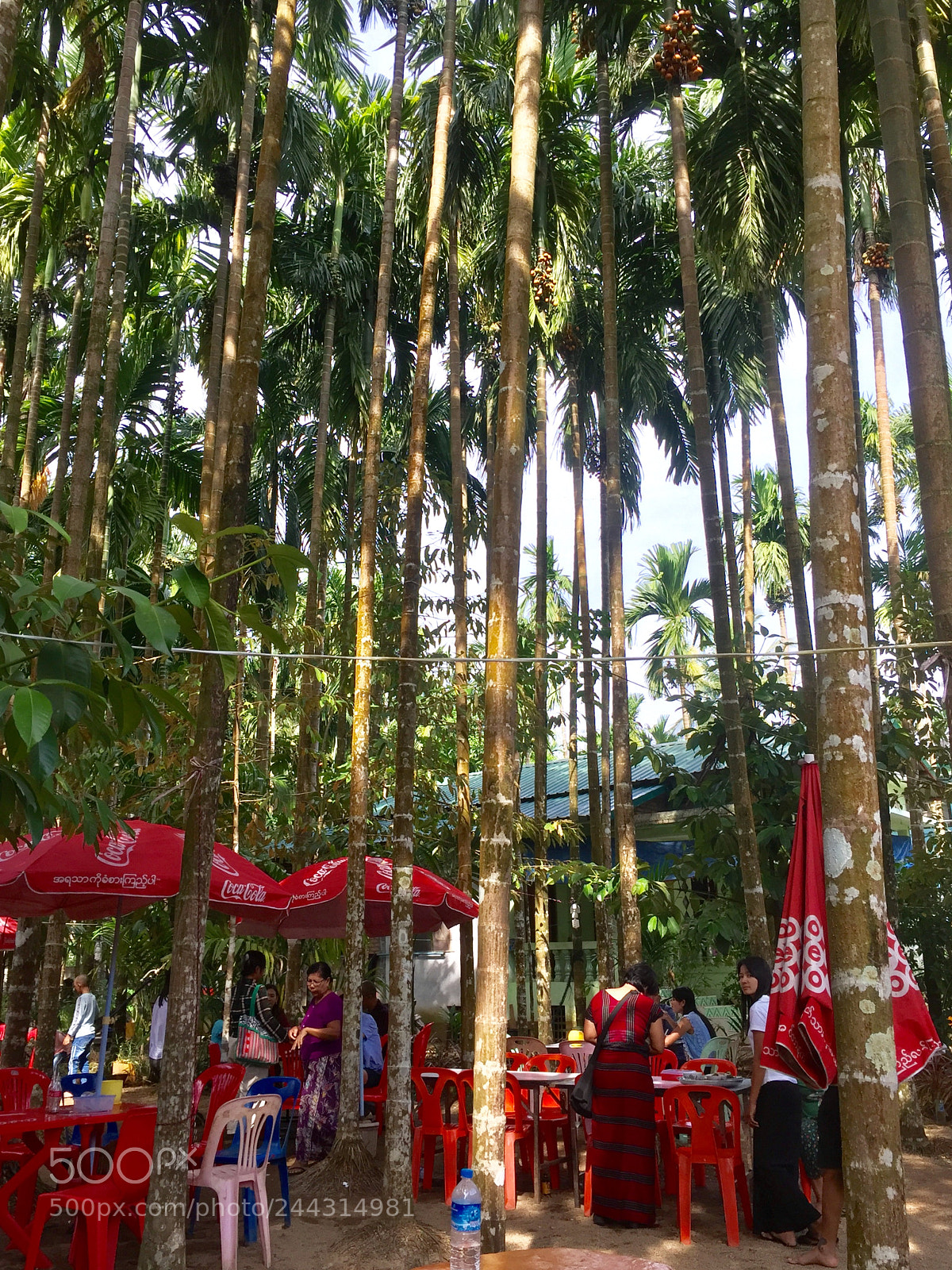Apple iPhone 6 Plus sample photo. Areca palm photography