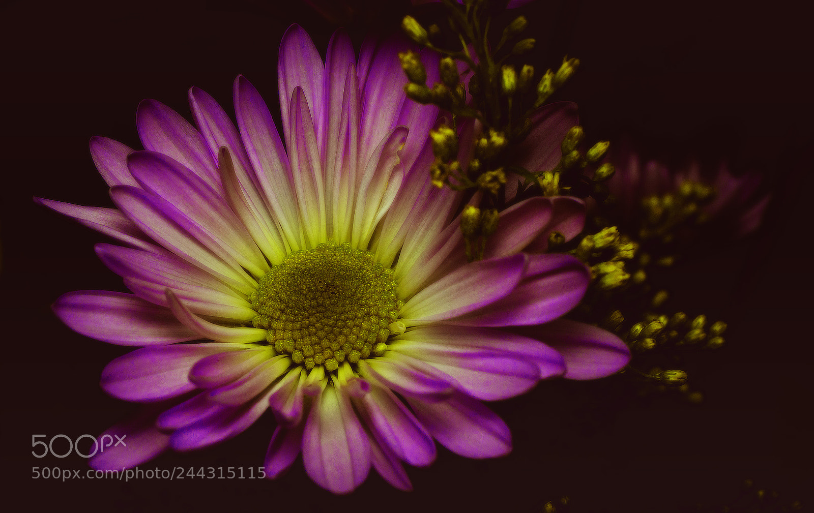 Sony SLT-A99V sample photo. Gerbera photography