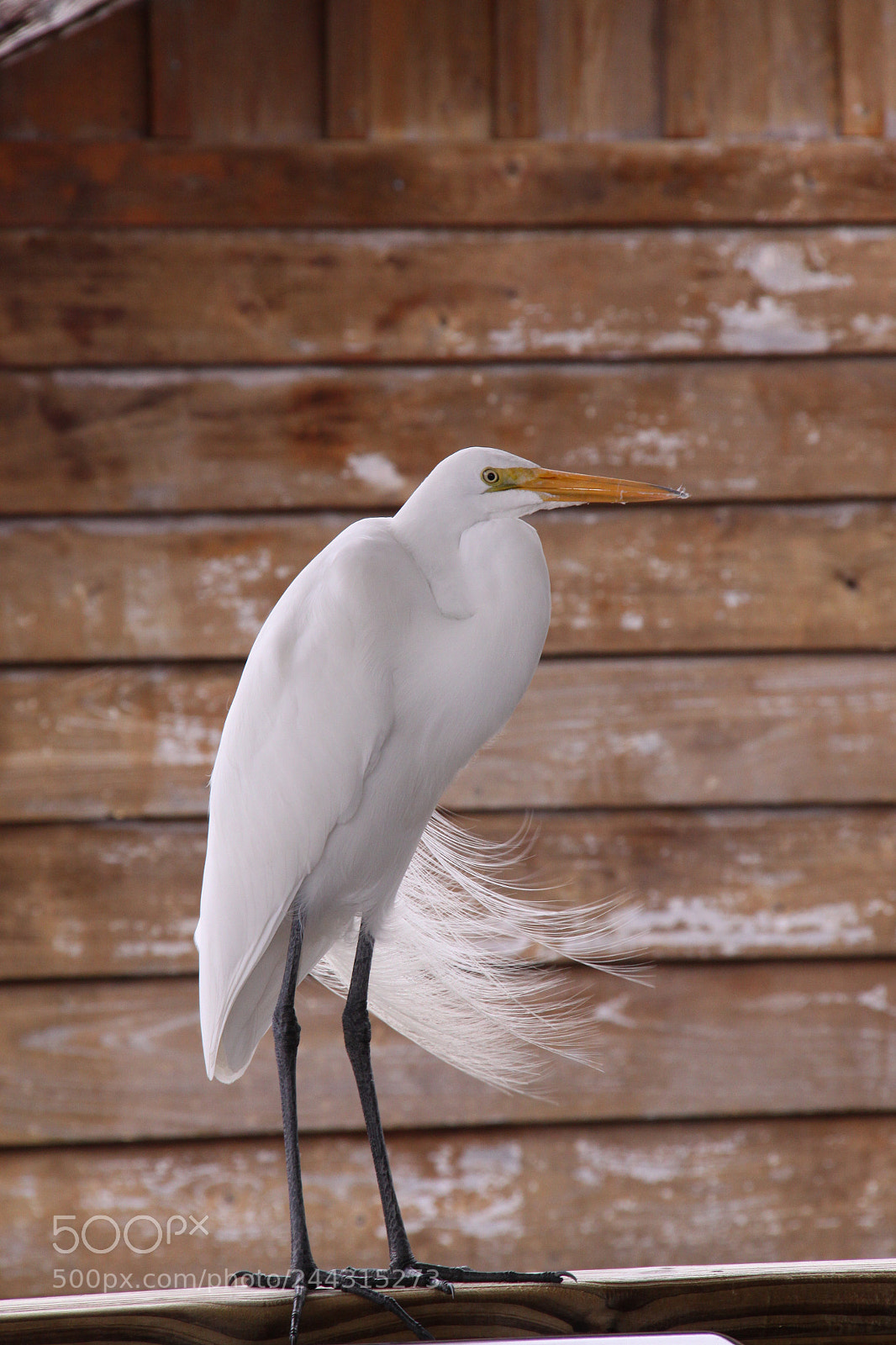 Canon EOS 50D sample photo. A new friend photography