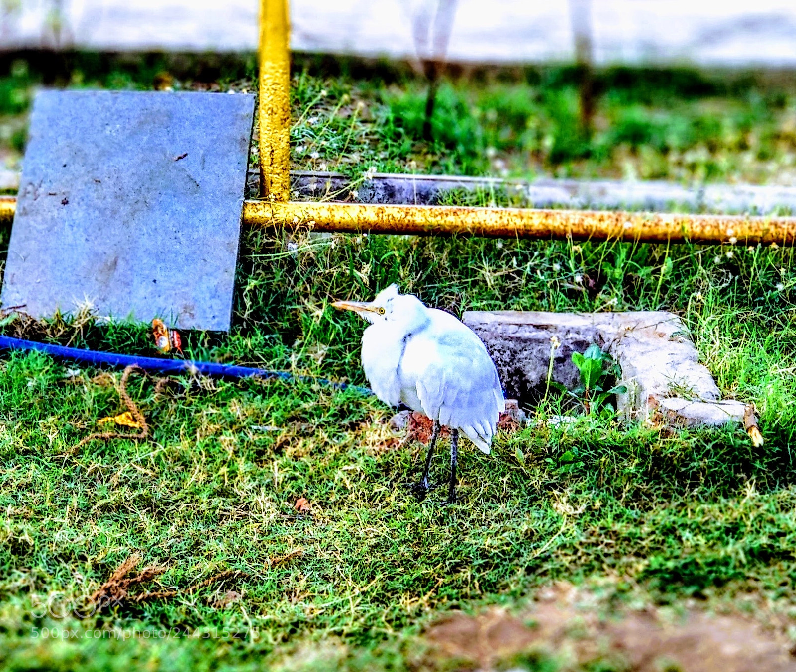 Xiaomi Mi A1 sample photo. Untitled photography