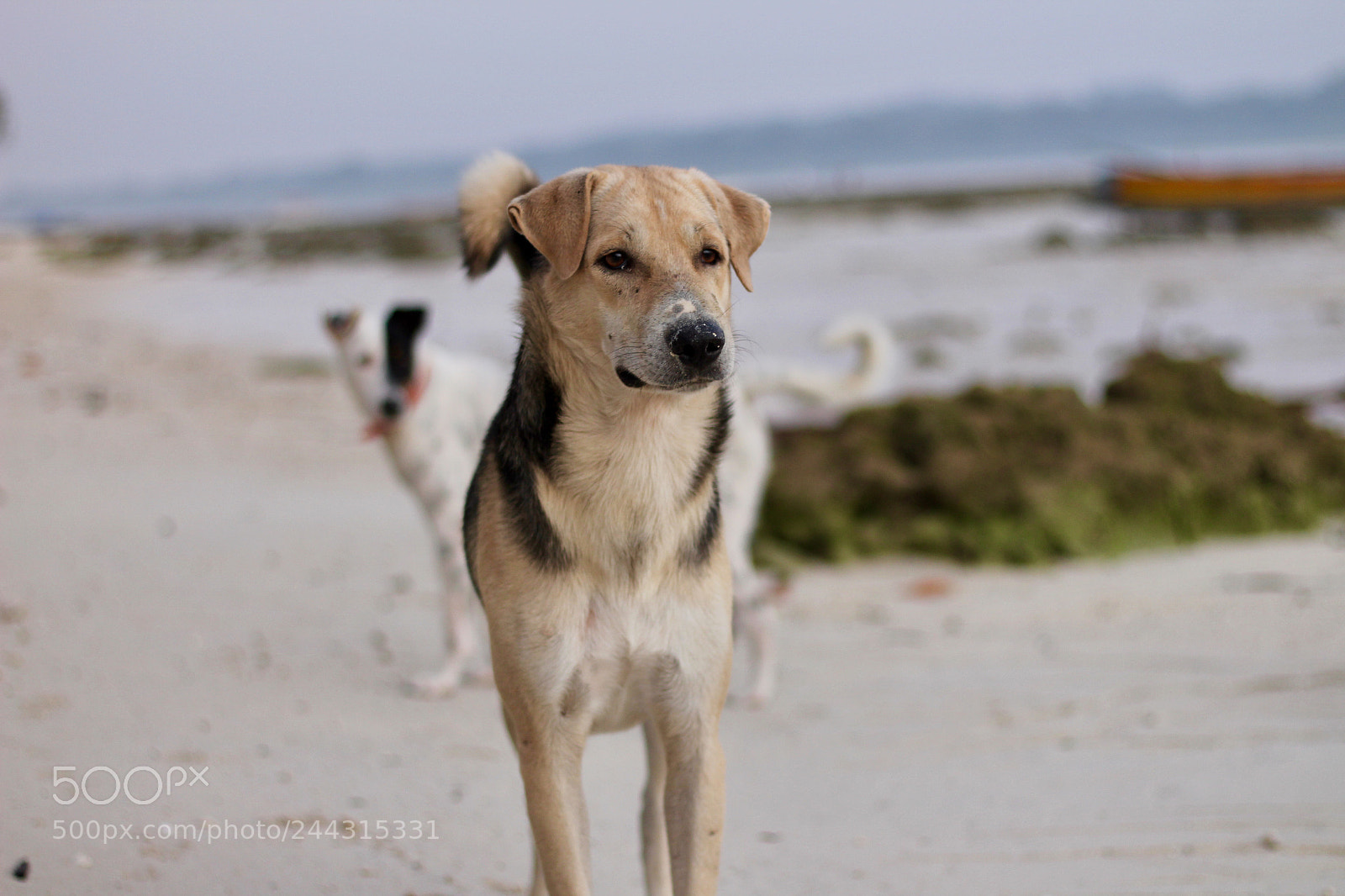 Canon EOS 1300D (EOS Rebel T6 / EOS Kiss X80) sample photo. Dogs are the perfect photography
