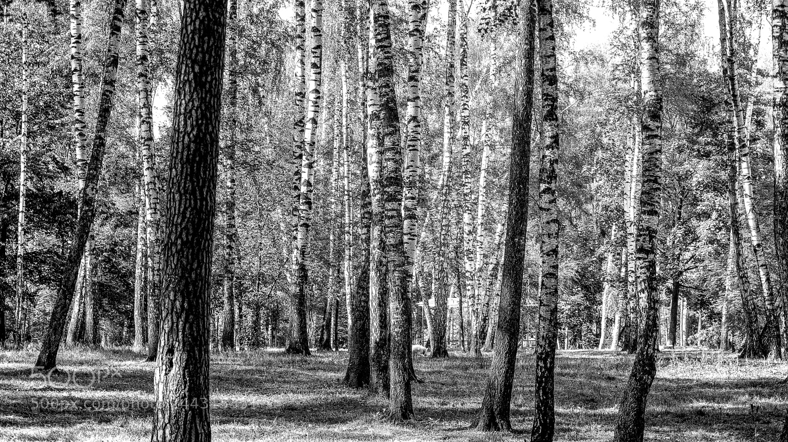 Sony SLT-A58 sample photo. Landscape with birches and photography