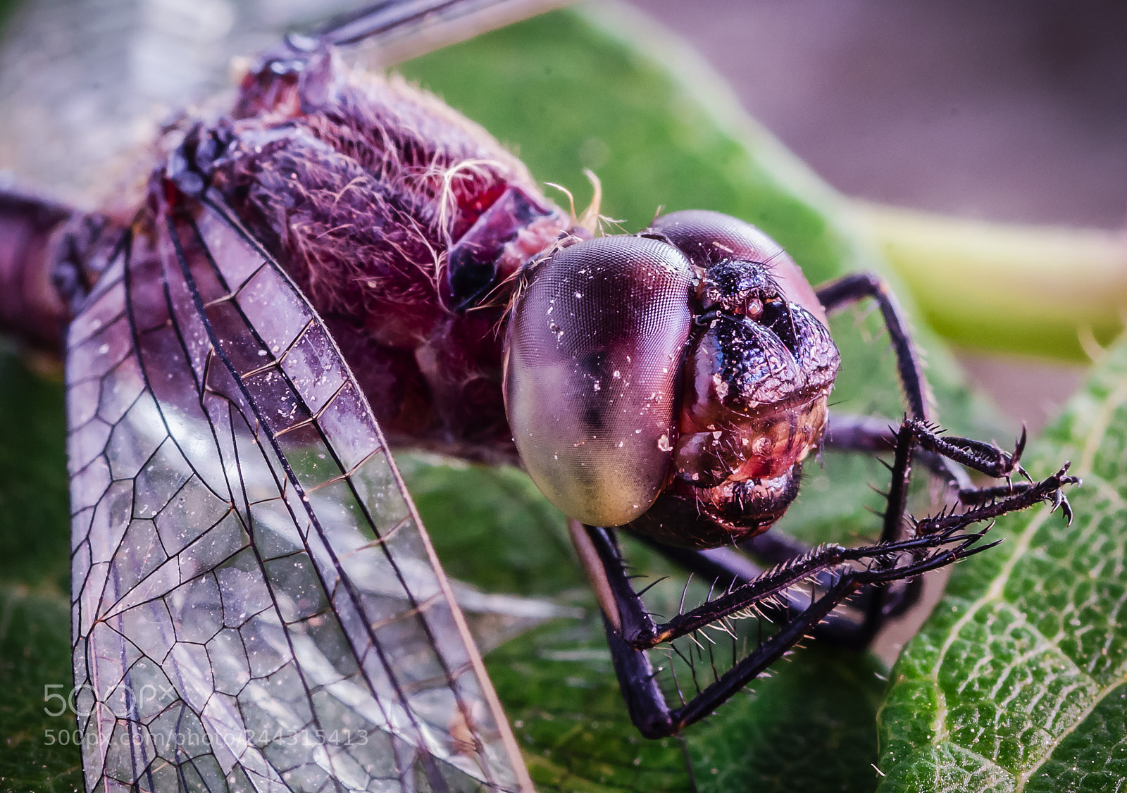 Nikon D7200 sample photo. Dragon-fly photography