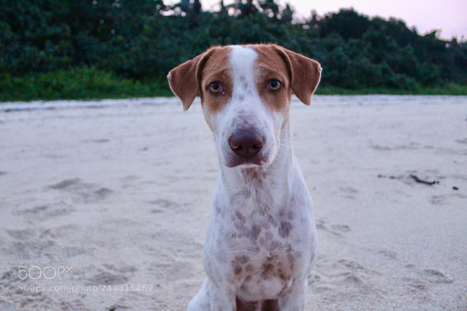 Canon EOS 1300D (EOS Rebel T6 / EOS Kiss X80) sample photo. Dog portrait photography