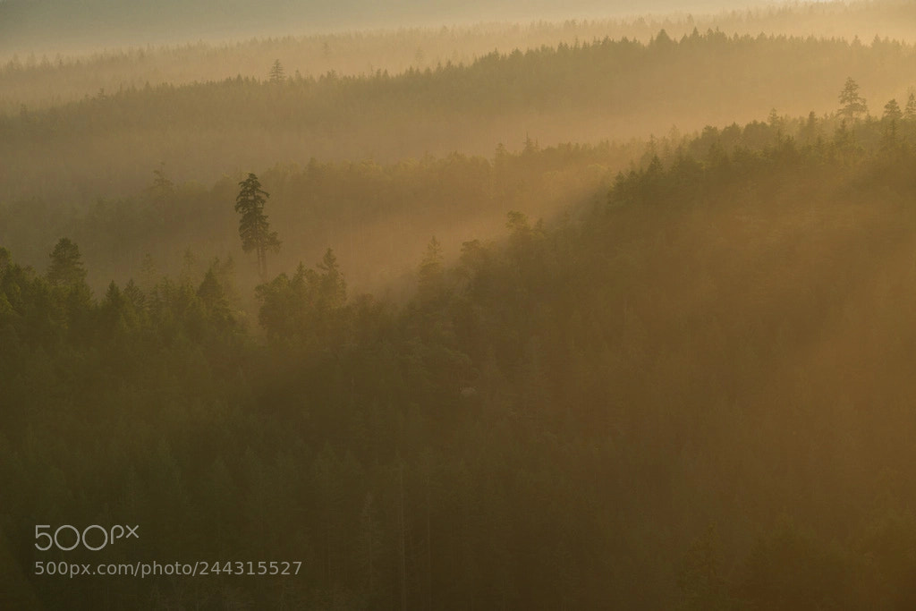 Nikon D800 sample photo. Foggy hills photography