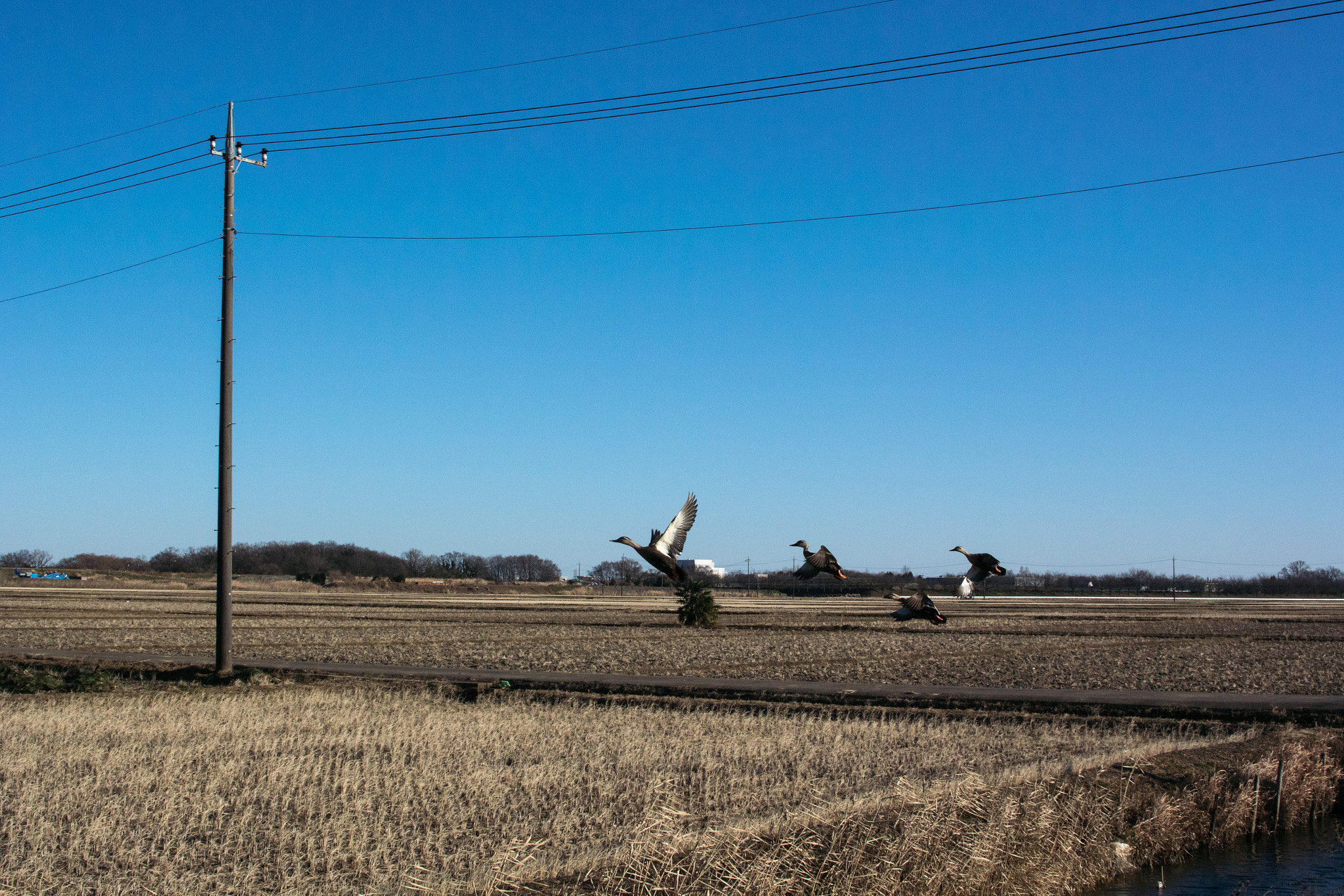 Nikon 1 V3 sample photo. Ducks taking off photography