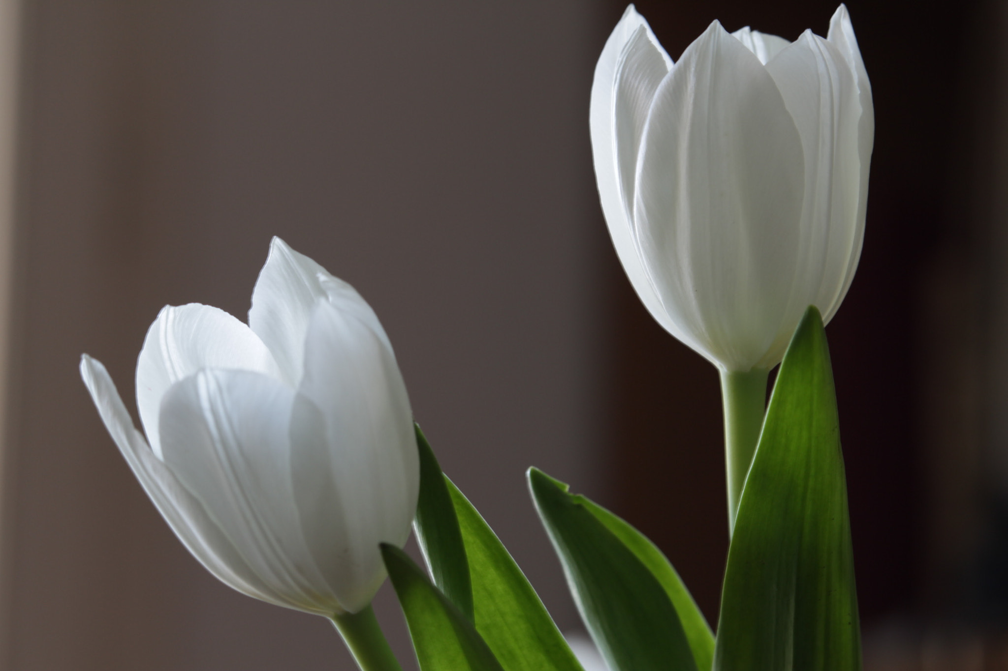 Canon EF-S 55-250mm F4-5.6 IS STM sample photo. Flower power photography