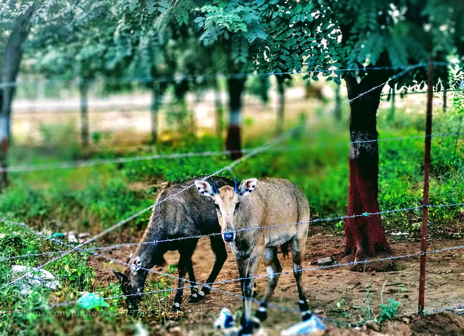 Xiaomi Mi A1 sample photo. Untitled photography