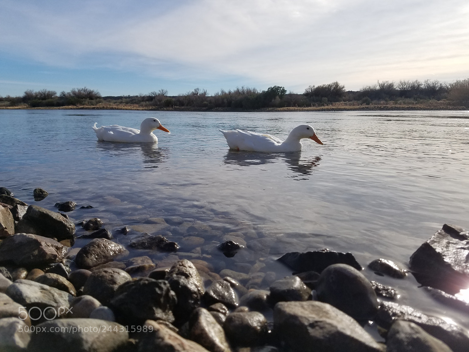 Samsung Galaxy S7 sample photo. Follow the leader photography