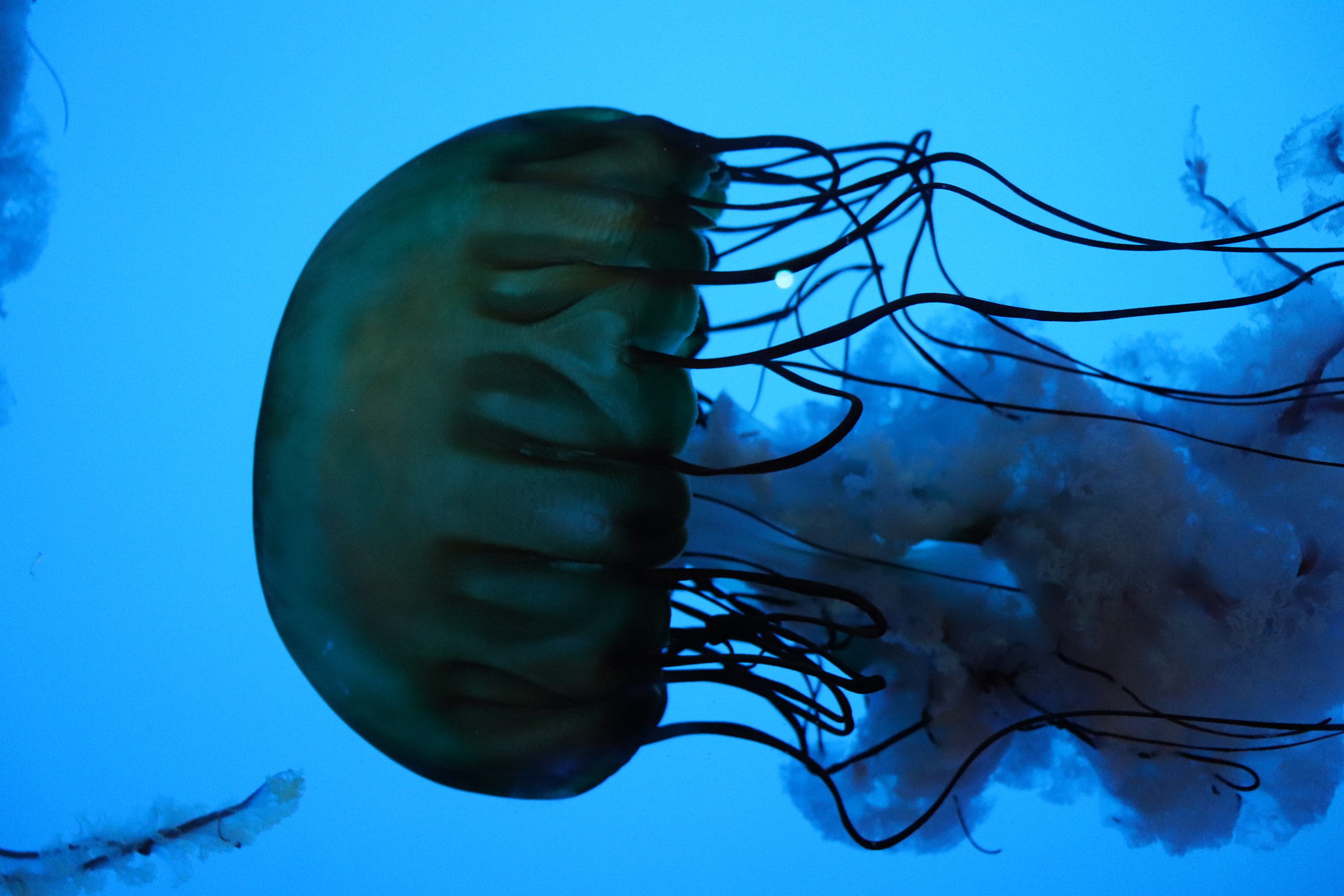 Canon EOS 200D (EOS Rebel SL2 / EOS Kiss X9) sample photo. Jellyfish photography