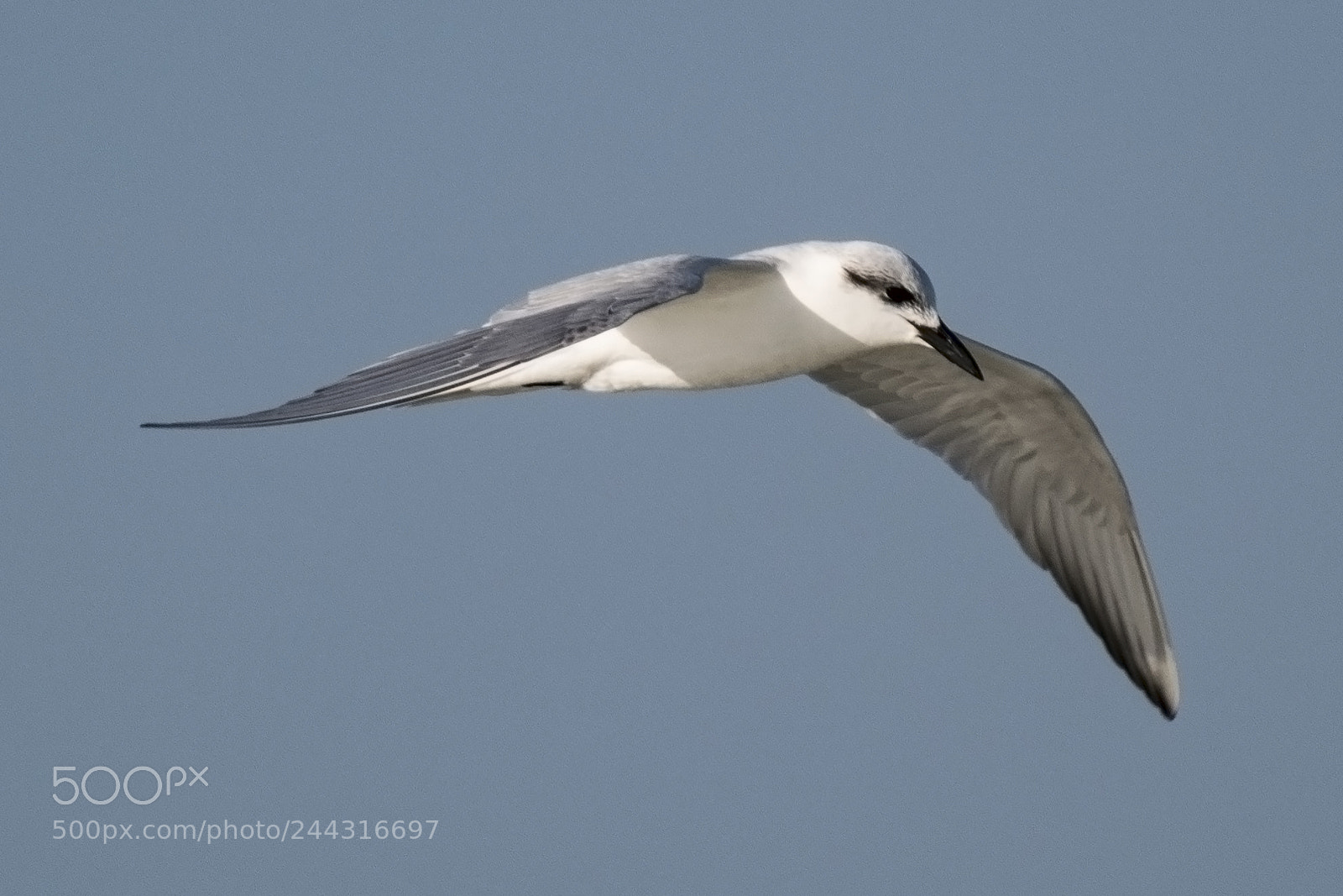 Nikon D500 sample photo. Gliding photography