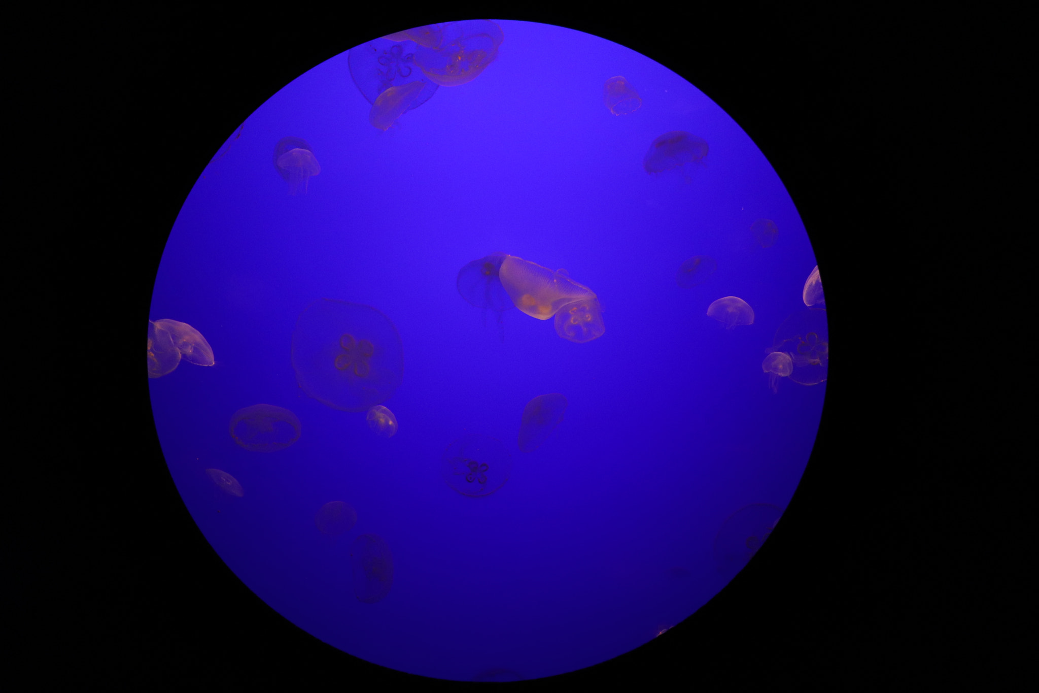 Canon EOS 200D (EOS Rebel SL2 / EOS Kiss X9) sample photo. Jellyfish home. photography