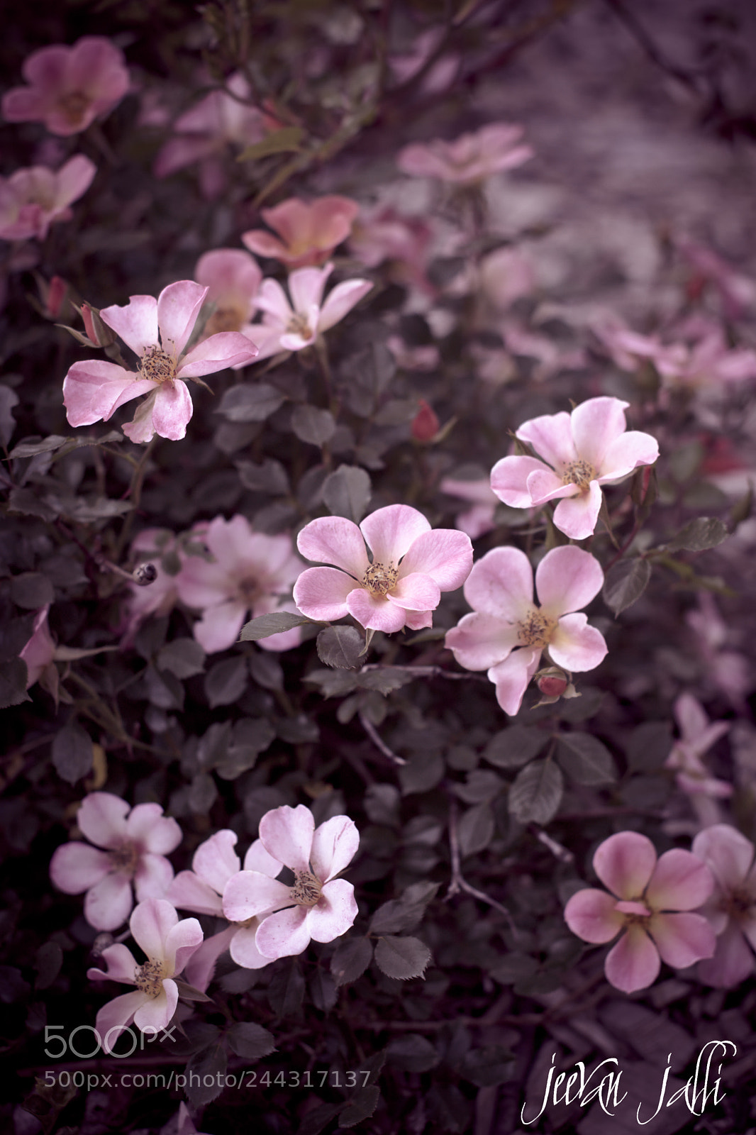 Nikon D3400 sample photo. Pinky pink photography