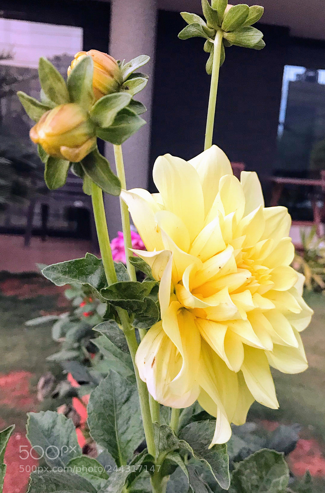 Apple iPhone 7 sample photo. Untitled photography