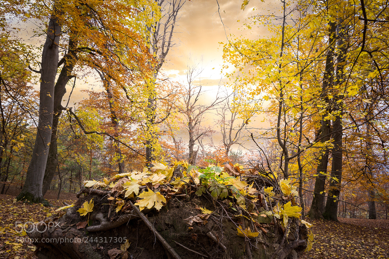 Nikon D7200 sample photo. Remember the autumn photography
