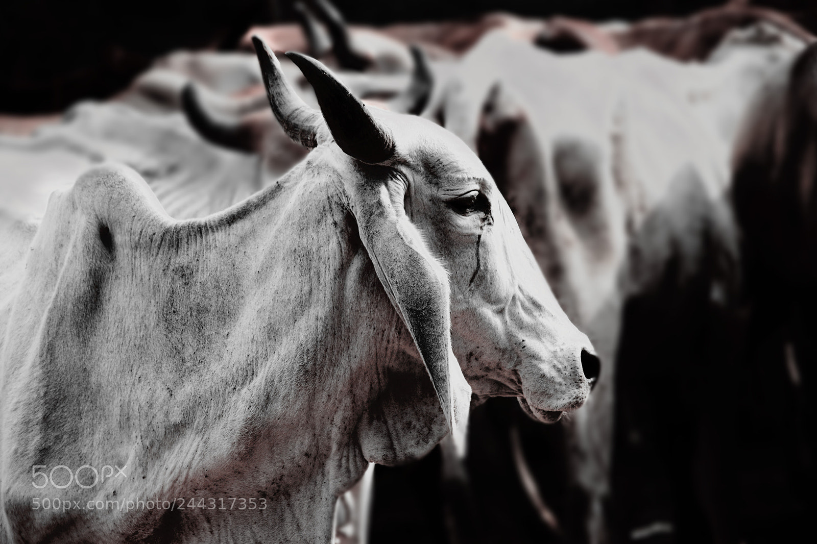 Nikon D5600 sample photo. Zebu cattle photography
