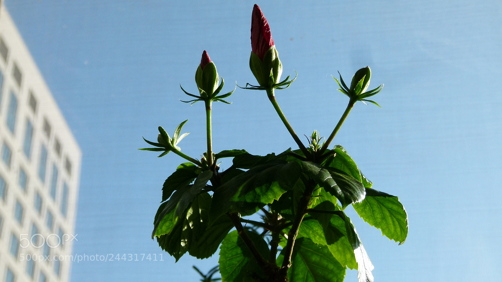Leica V-Lux 2 sample photo. Untitled photography